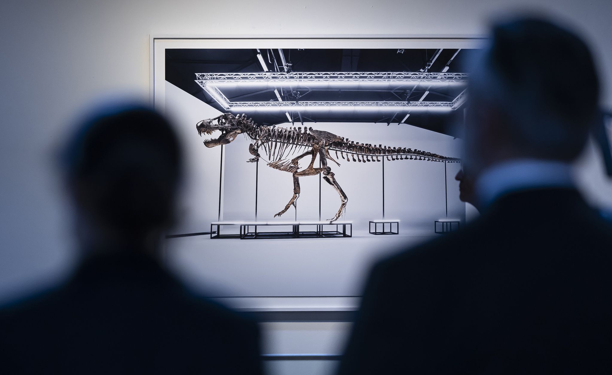Ersteigertes T.-rex-Skelett soll nach Antwerpen gehen