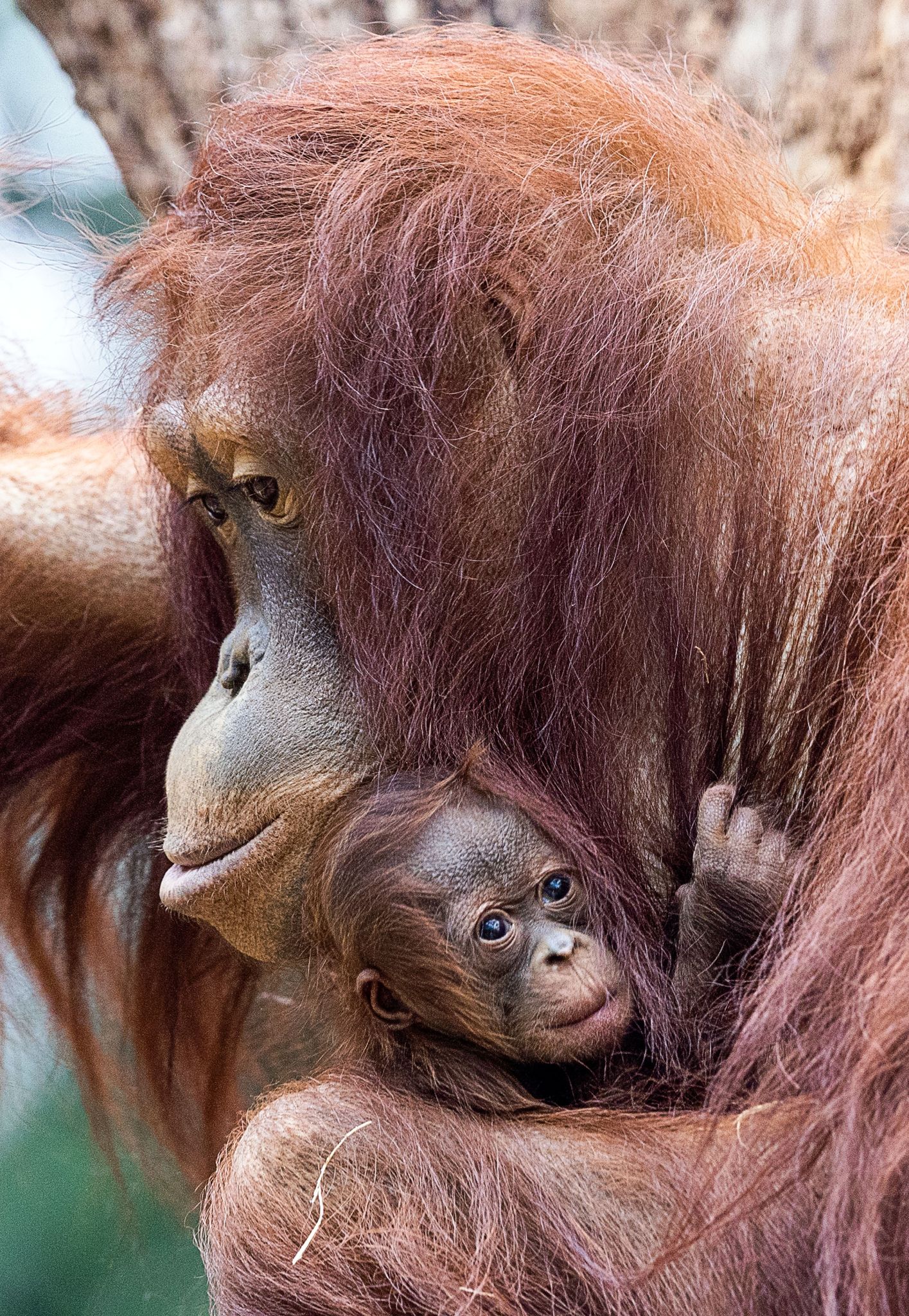 Jüngstes Orang-Utan-Mädchen im Rostocker Zoo heißt Khaleesi