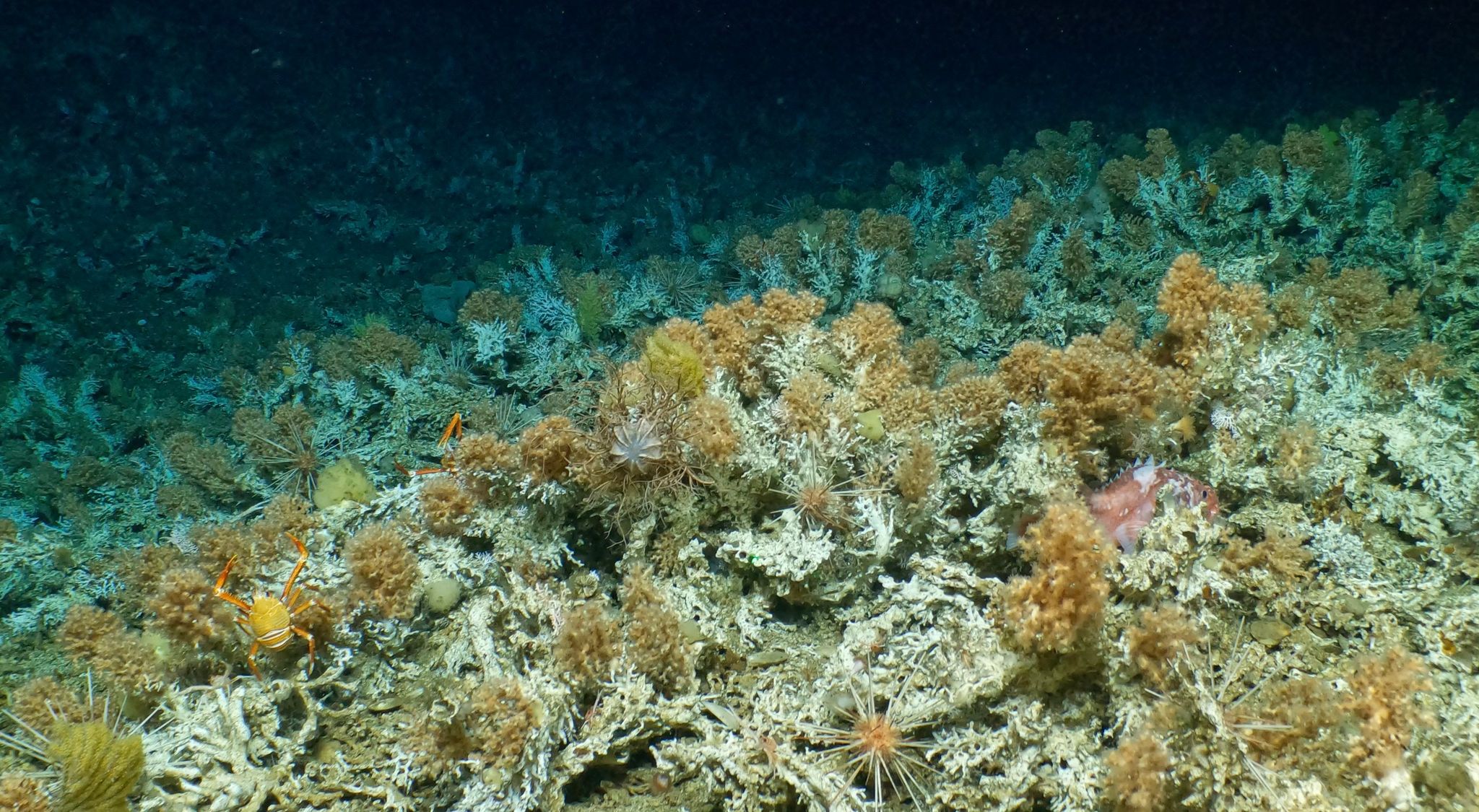 Unberührtes Korallenriff vor Galápagos-Inseln entdeckt