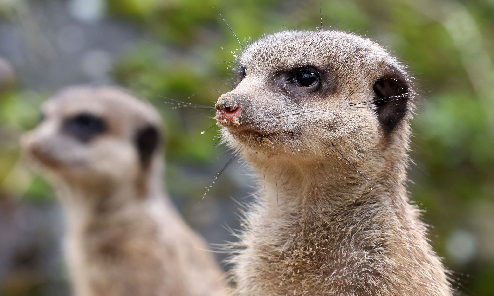 Neue Erdmännchen-Truppe im Rostocker Zoo