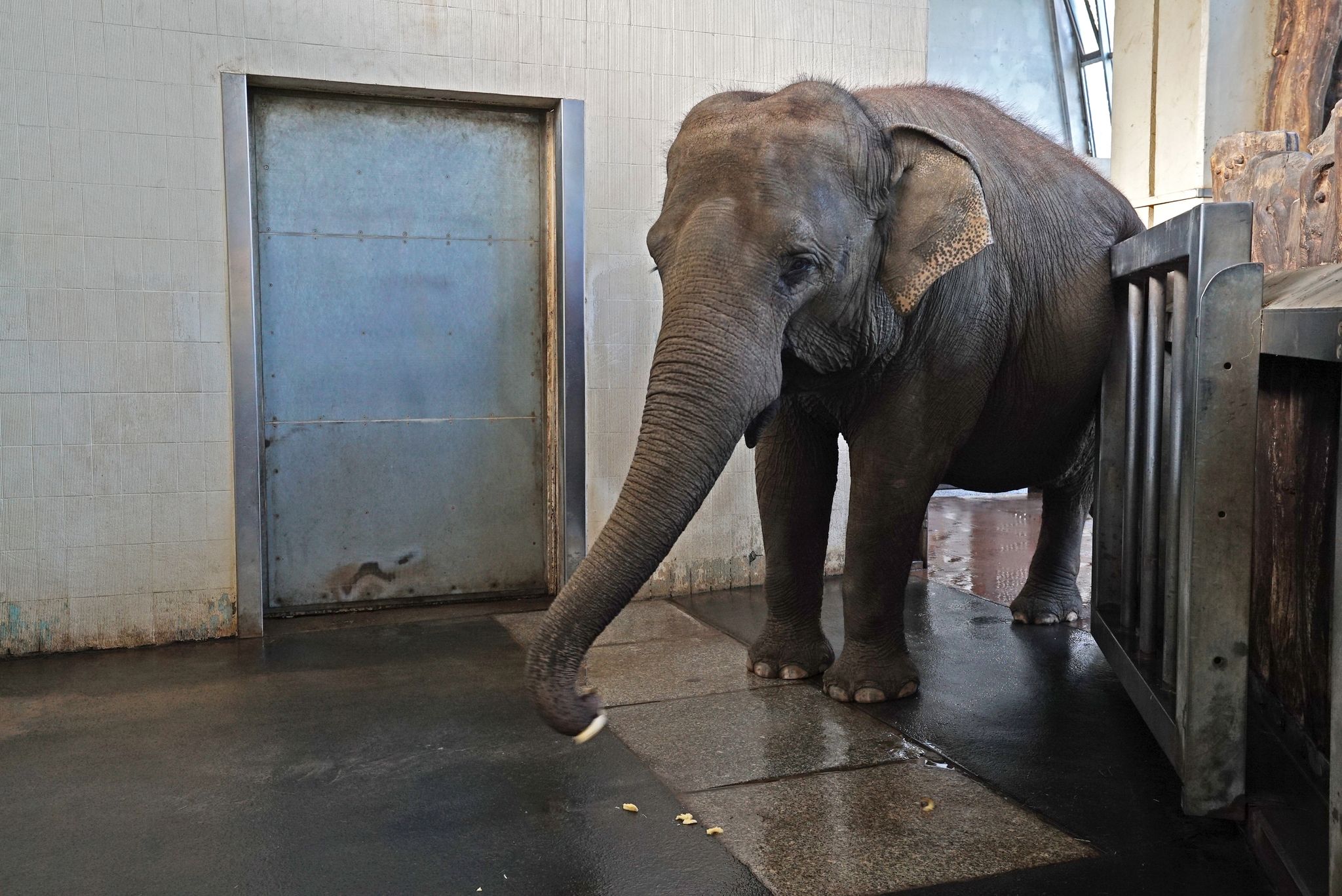 Berliner Elefantenkuh kann Banane mit dem Rüssel schälen
