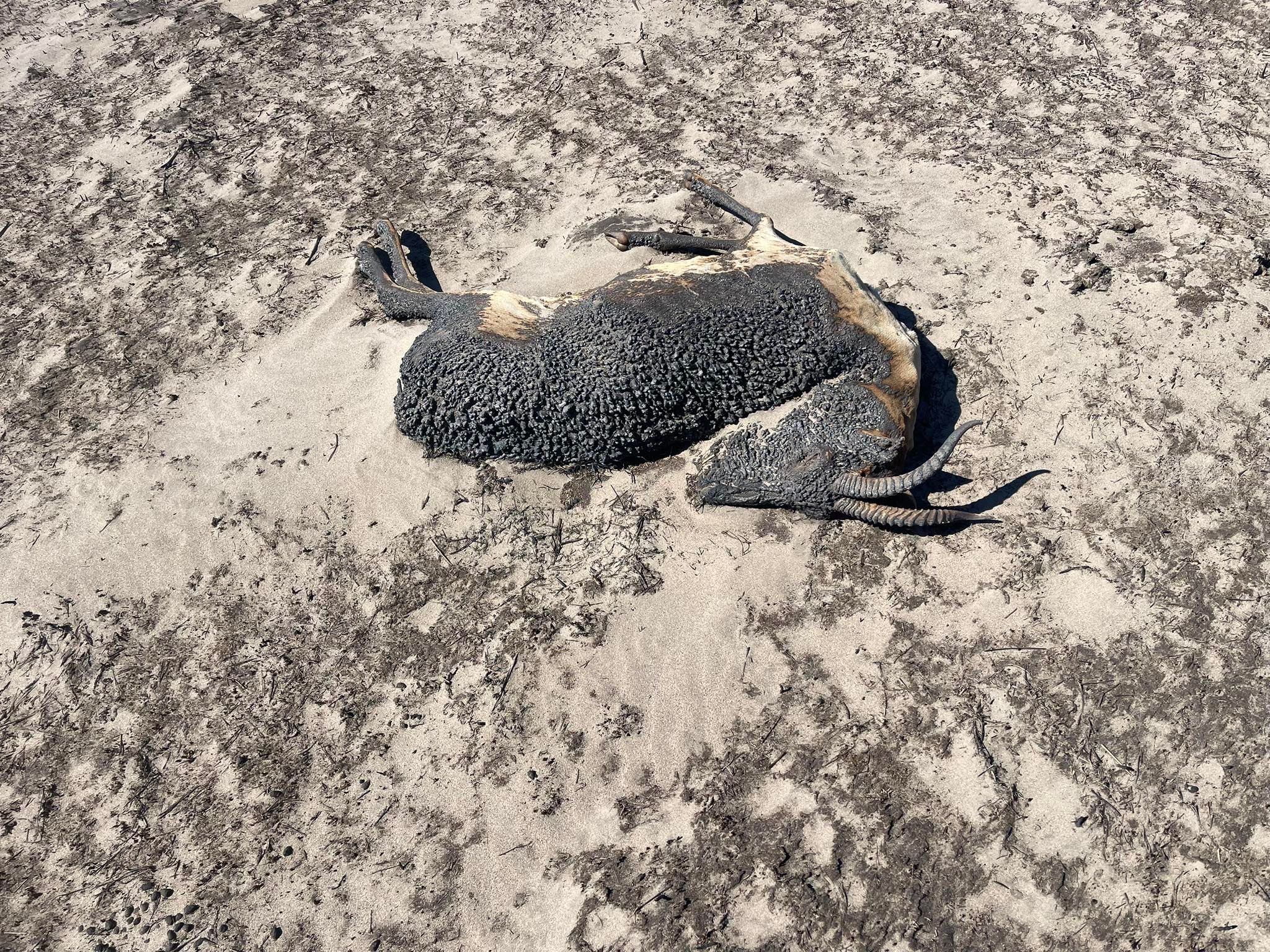 Klimawandel in Mongolei: Steppenbrände töten Gazellen