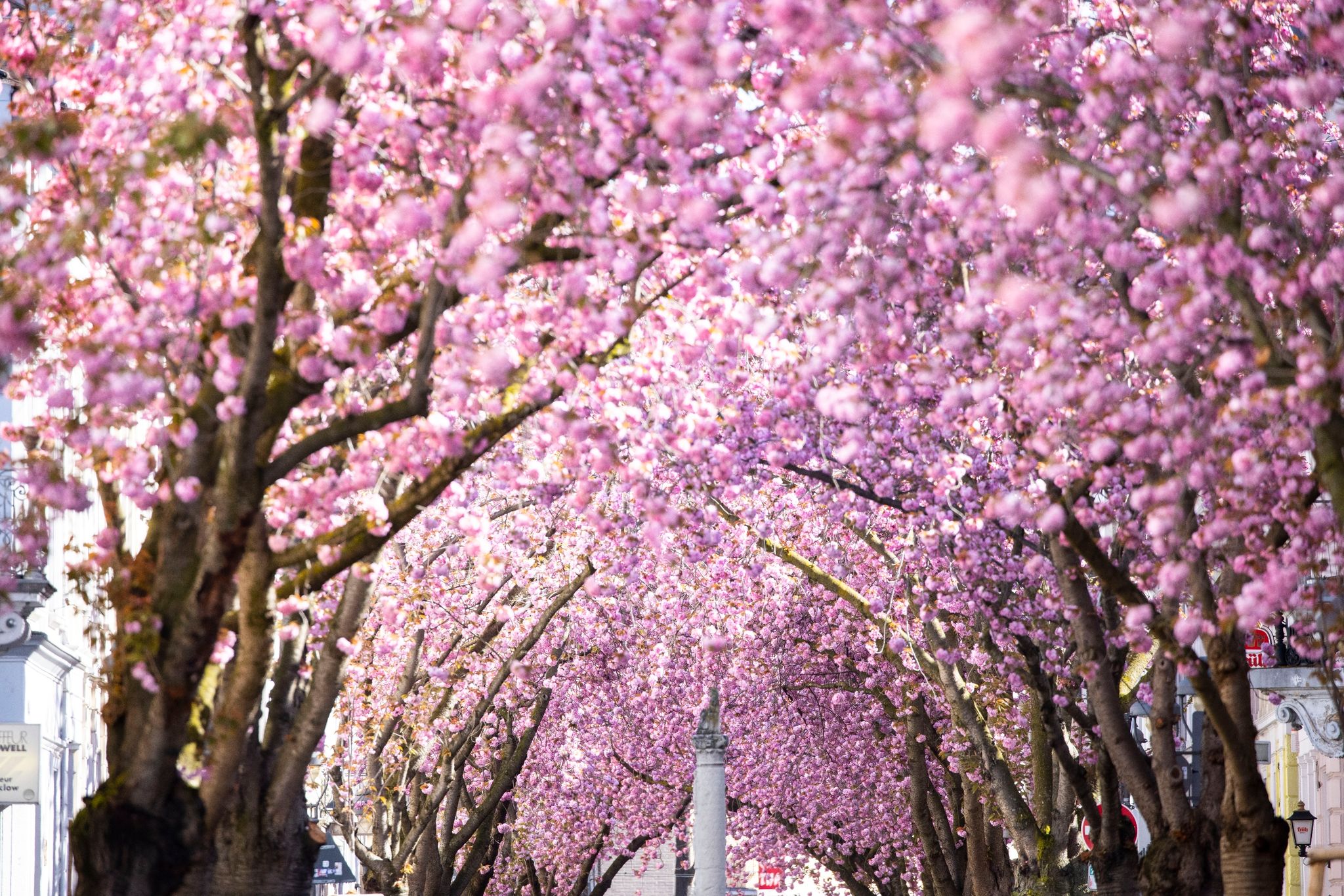 Dach aus rosa Blüten – Bonner Kirschblüte hat begonnen