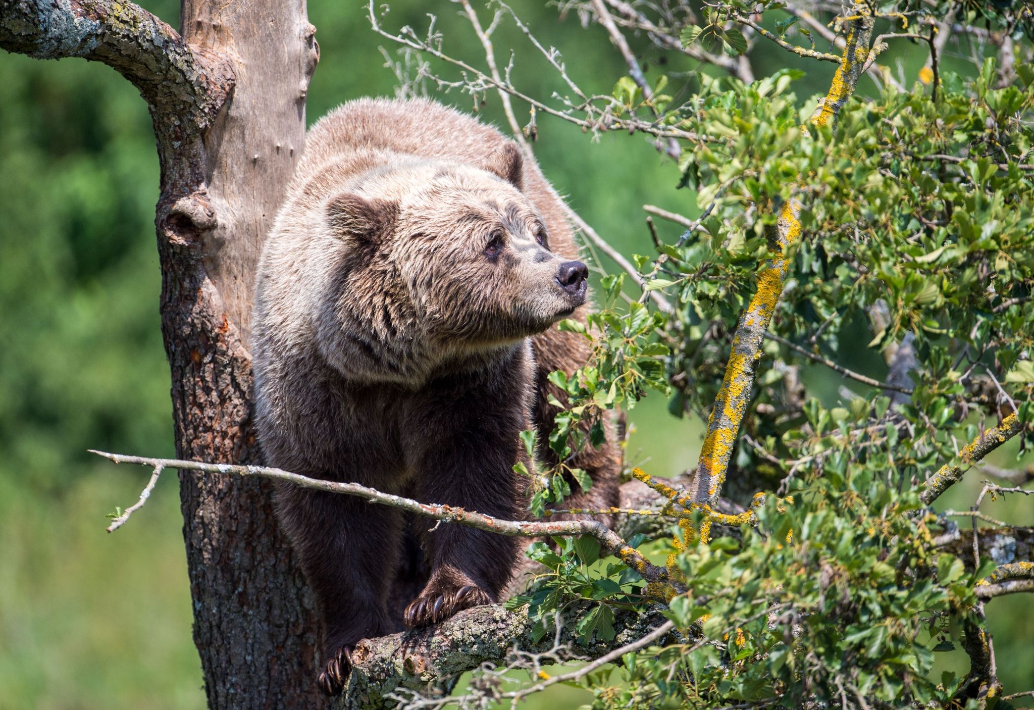 Braunbär im Wandergebiet: «Schock hat sich gelegt»