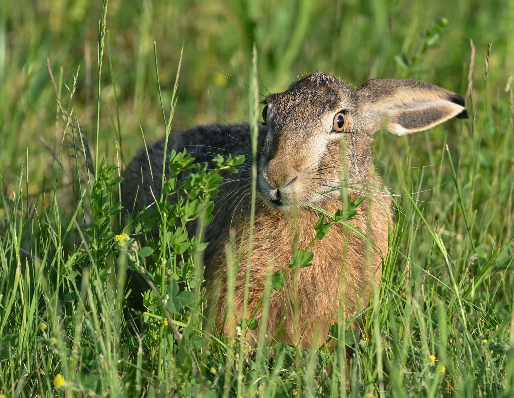 Feldhasen-Bestand stabil trotz trockenen Sommers