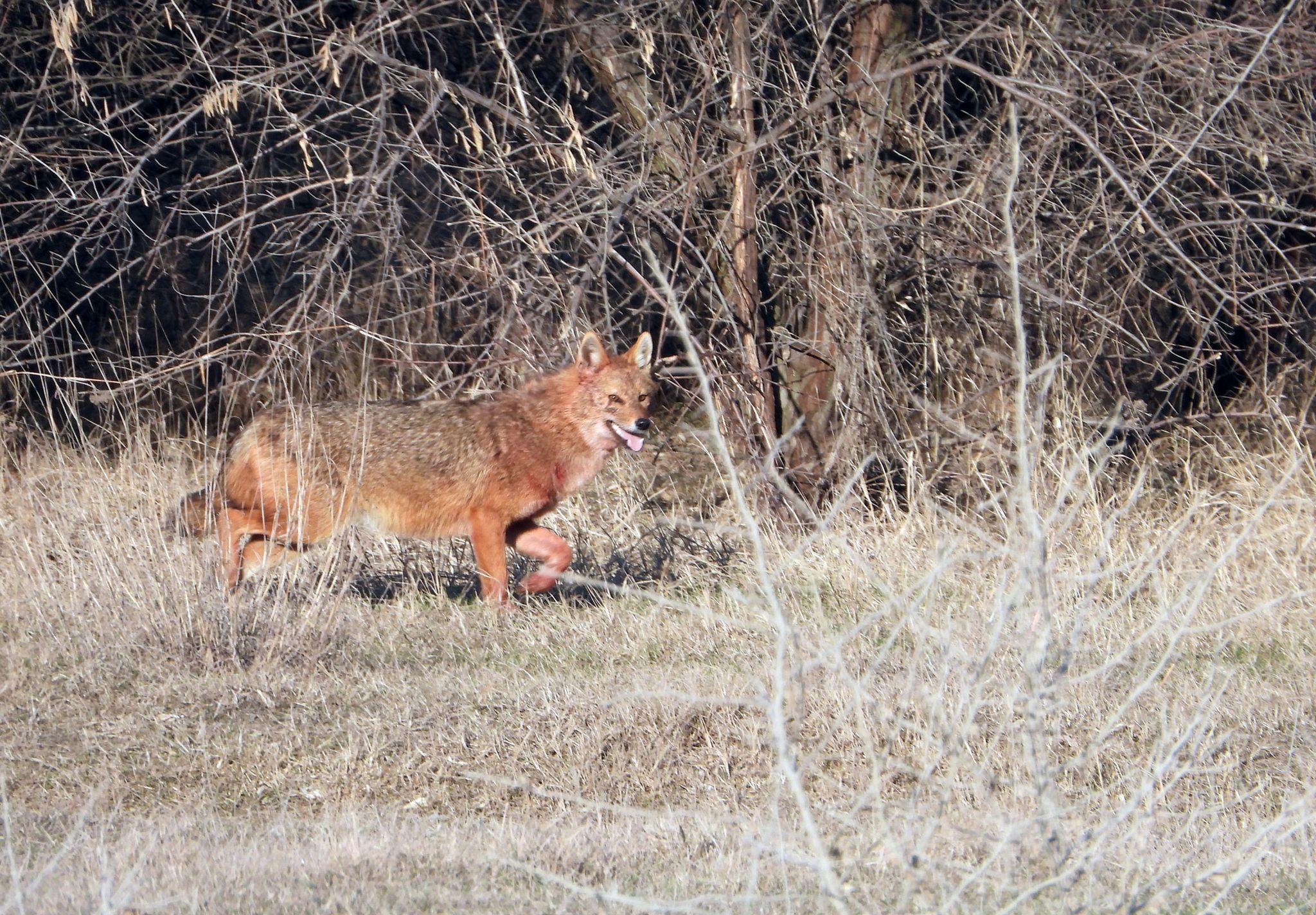 «Freche» Viehräuber: Schakale in Rumänien in der Schusslinie