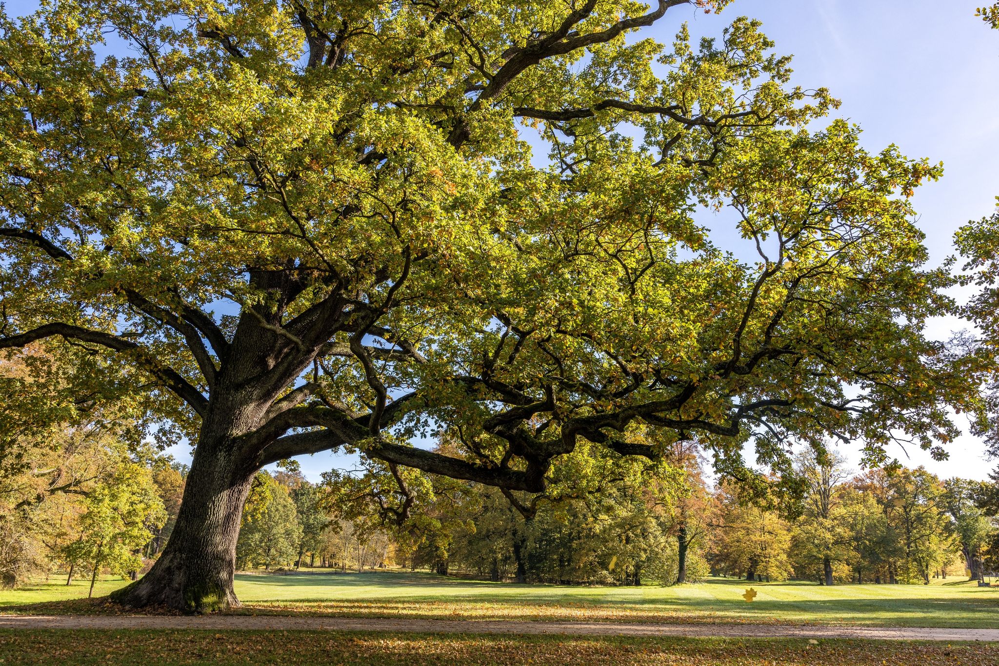 Tag des Baumes: Wie steht es um unseren grünen Freund?
