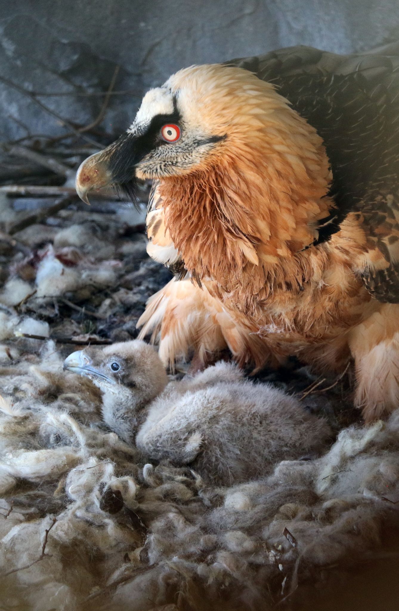 Bayerische Bartgeier sollen Zuwachs aus Österreich erhalten