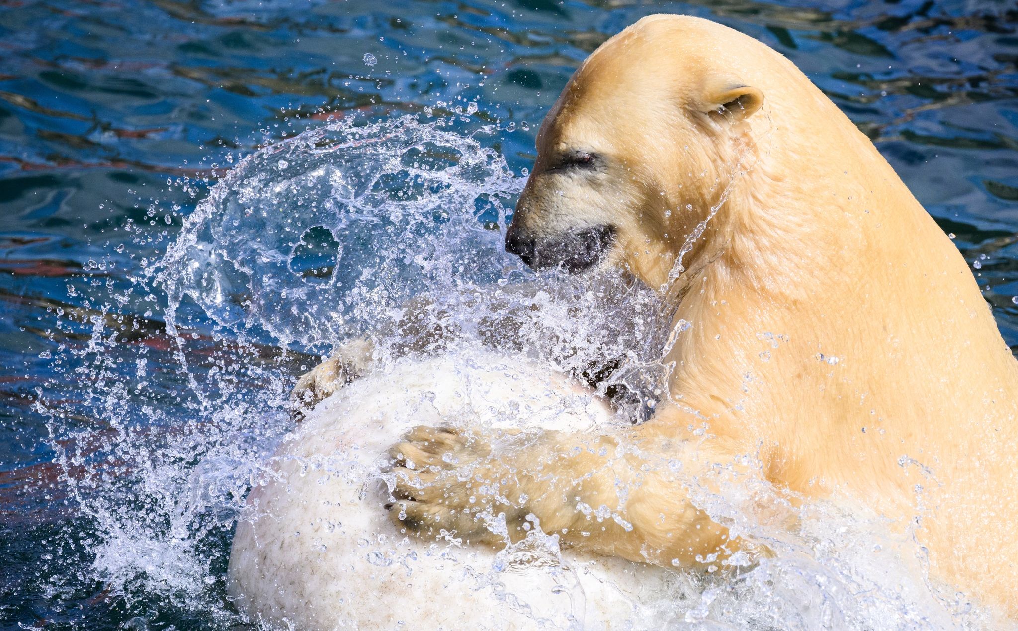 Junge Eisbärin Nana verlässt Zoo Hannover