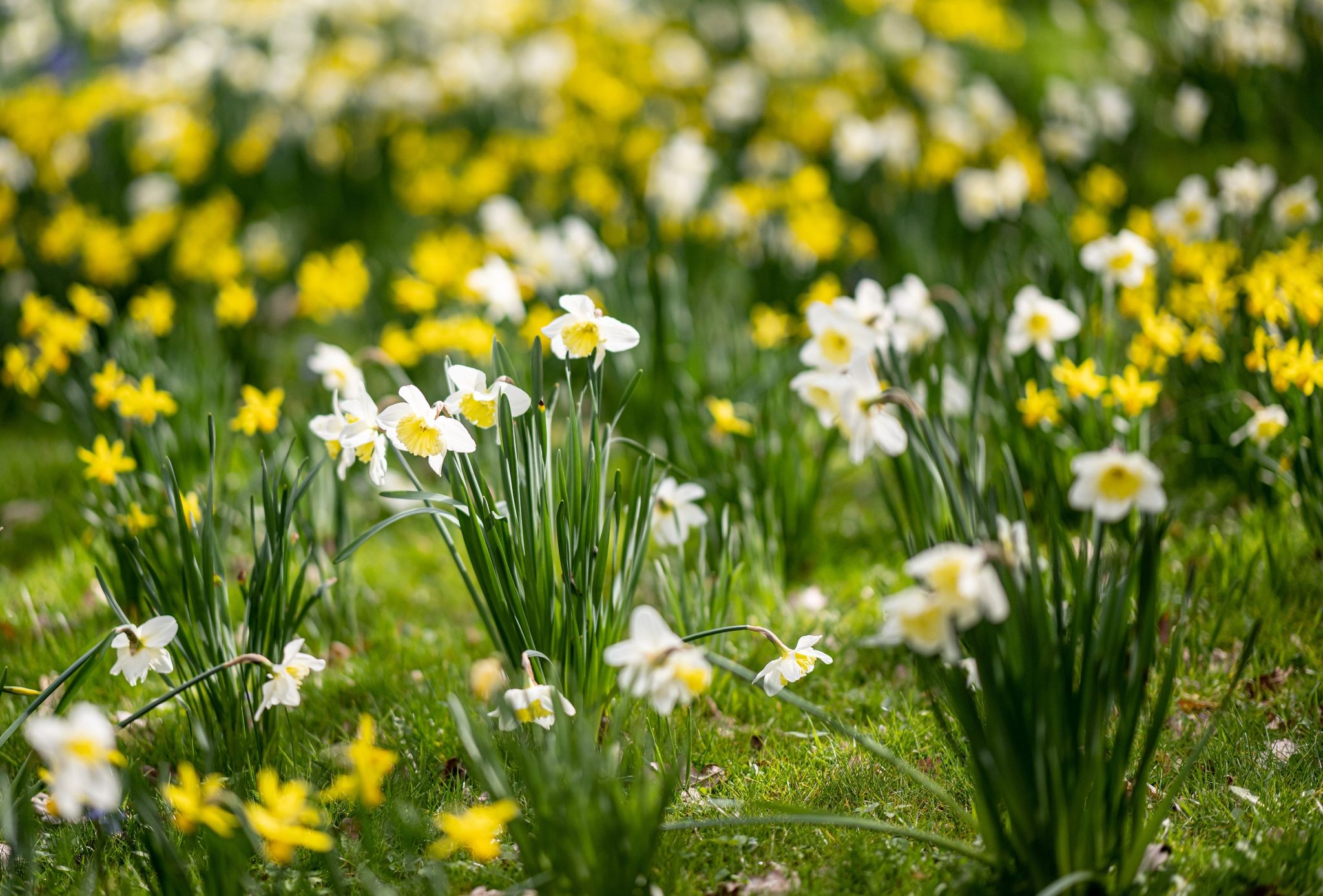 Kühle Karwoche in Deutschland