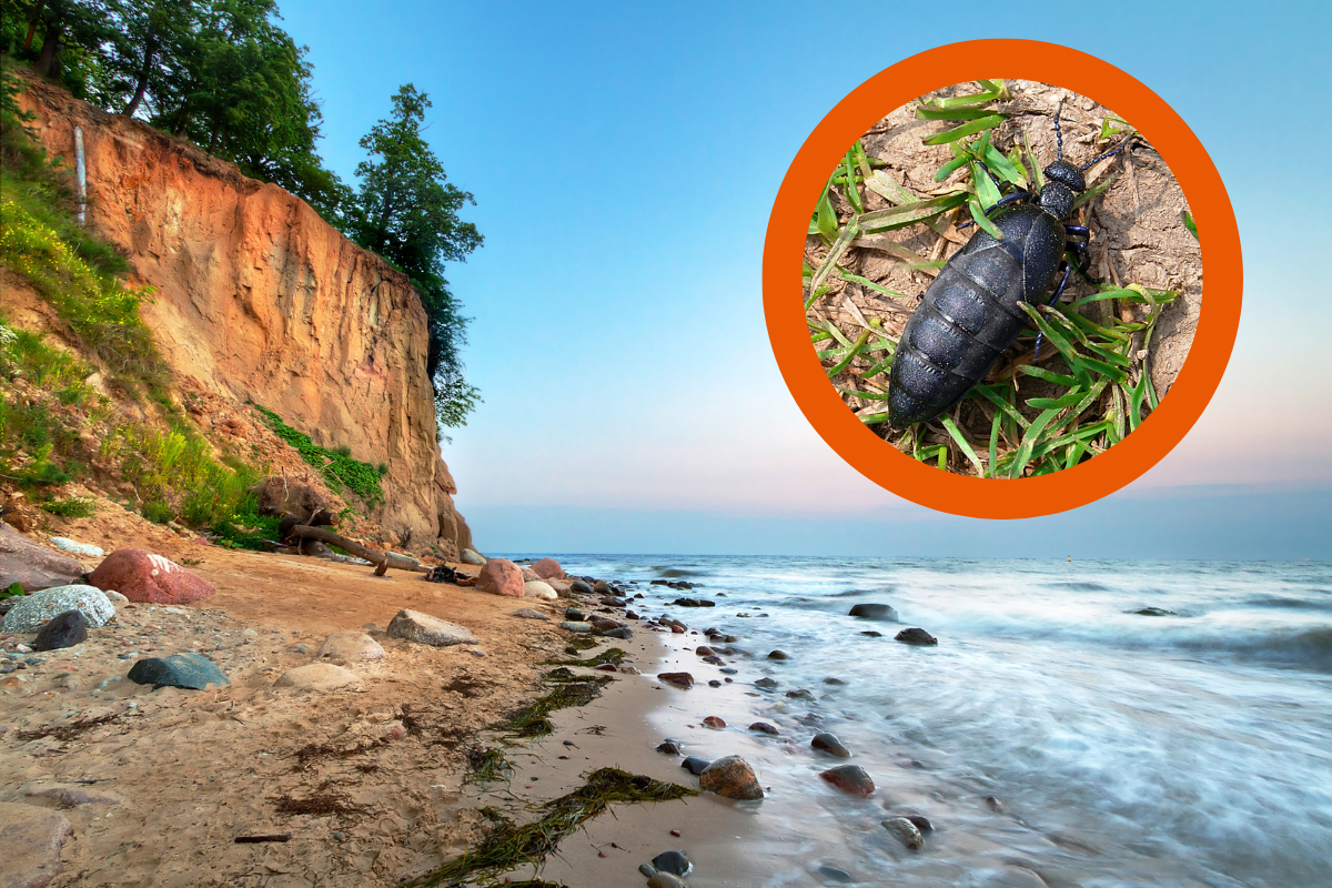 Alarm an Nord- & Ostseestränden: Giftiger Käfer kann für Menschen tödlich sein!