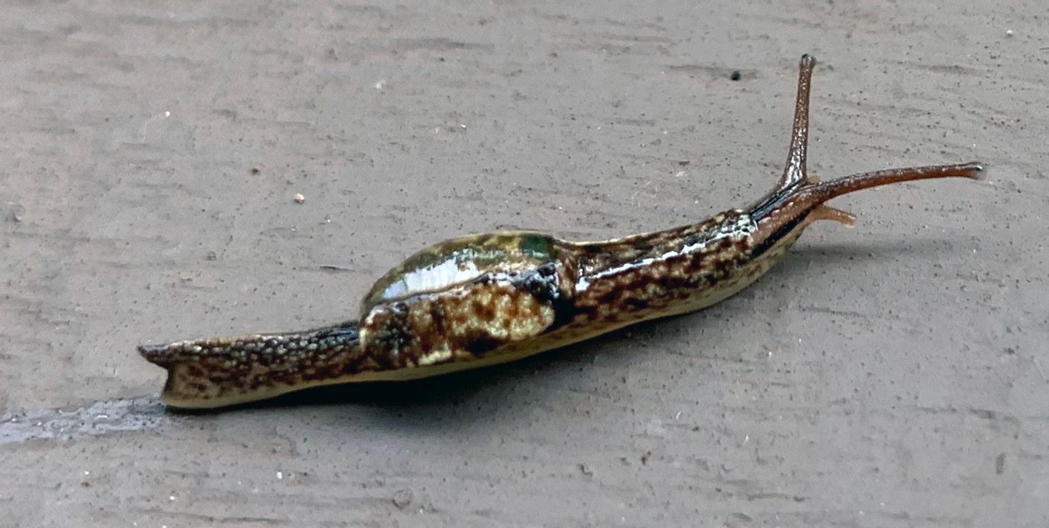 Unbekannte Art von Halbnacktschnecke in Brunei entdeckt