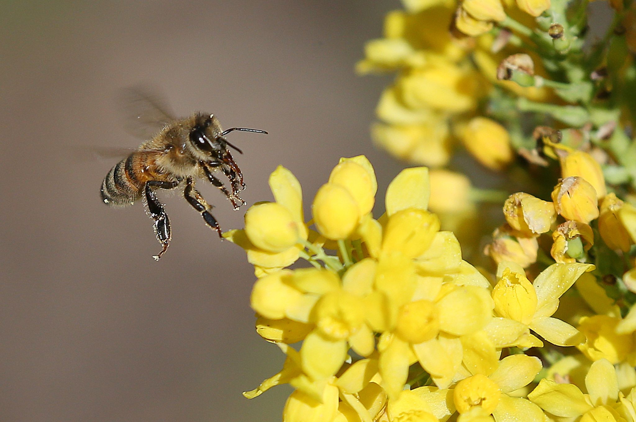 Nach Insektizid-Aus: Forscher fordert mehr Bienenschutz
