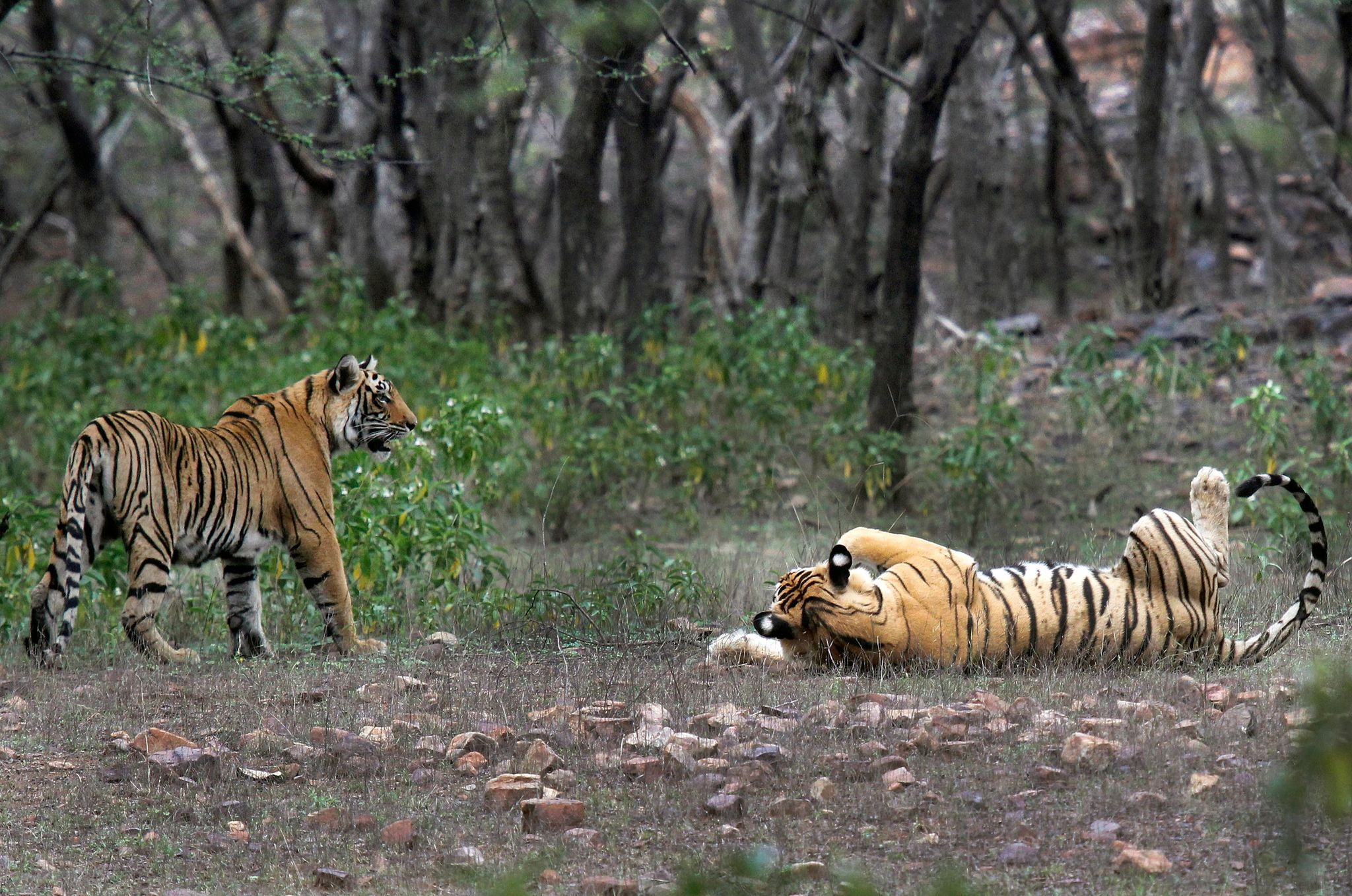 In Indien nimmt die Zahl wilder Tiger weiter zu