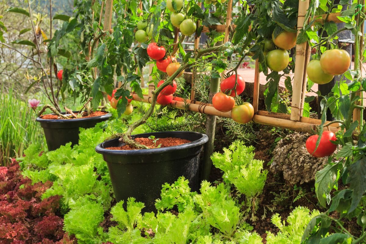 Vom Samen bis zur Ernte: Die besten Tipps für Anbau von Tomaten