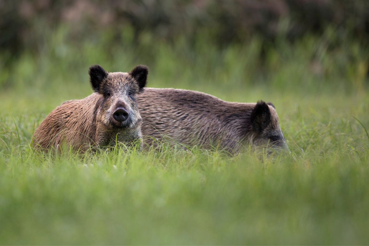 „Total versaut“ Wildschweine mischen Sex-Treff auf