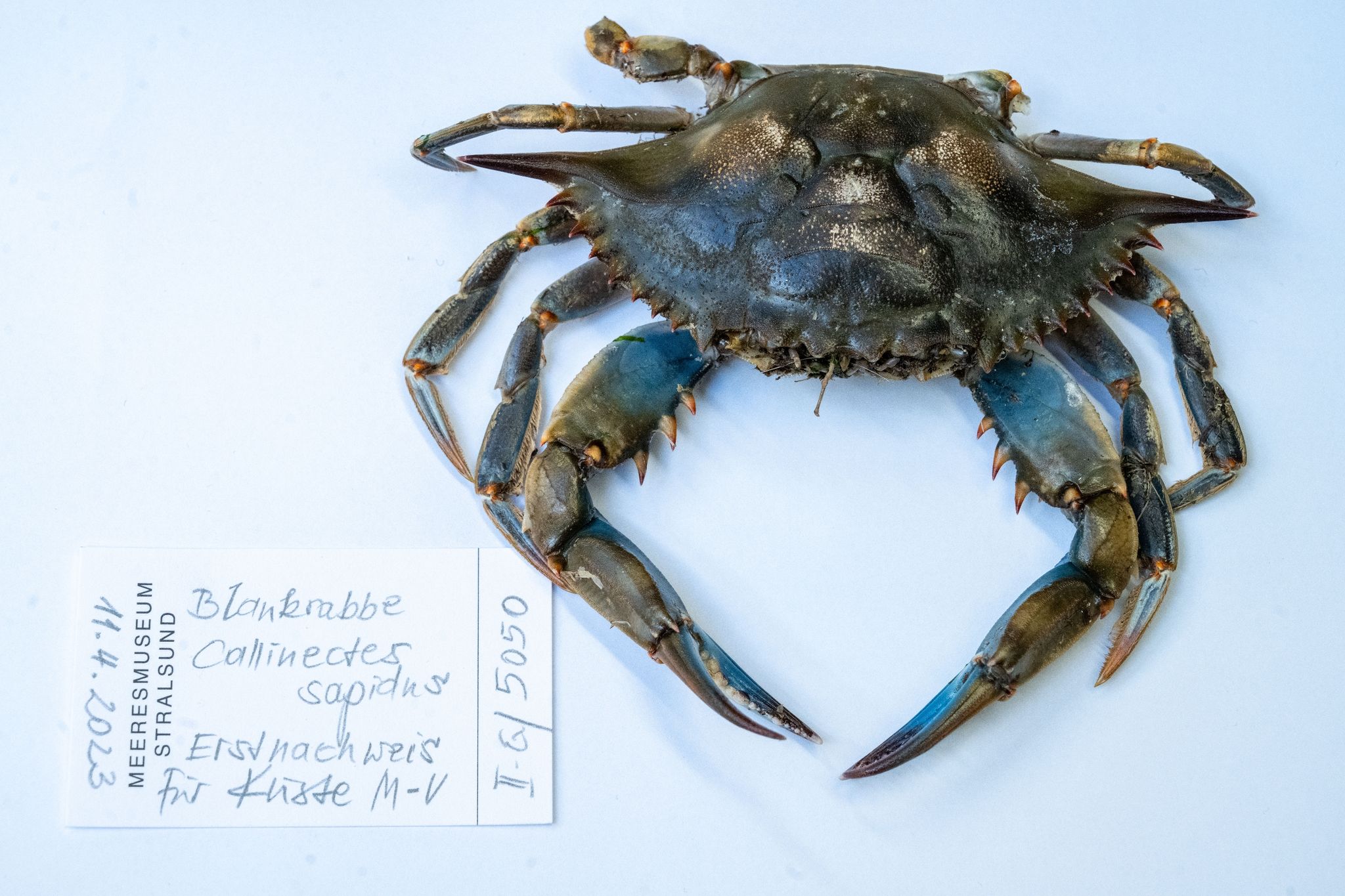 Erste Blaukrabbe in südlicher Ostsee ein «Sensationsfund»