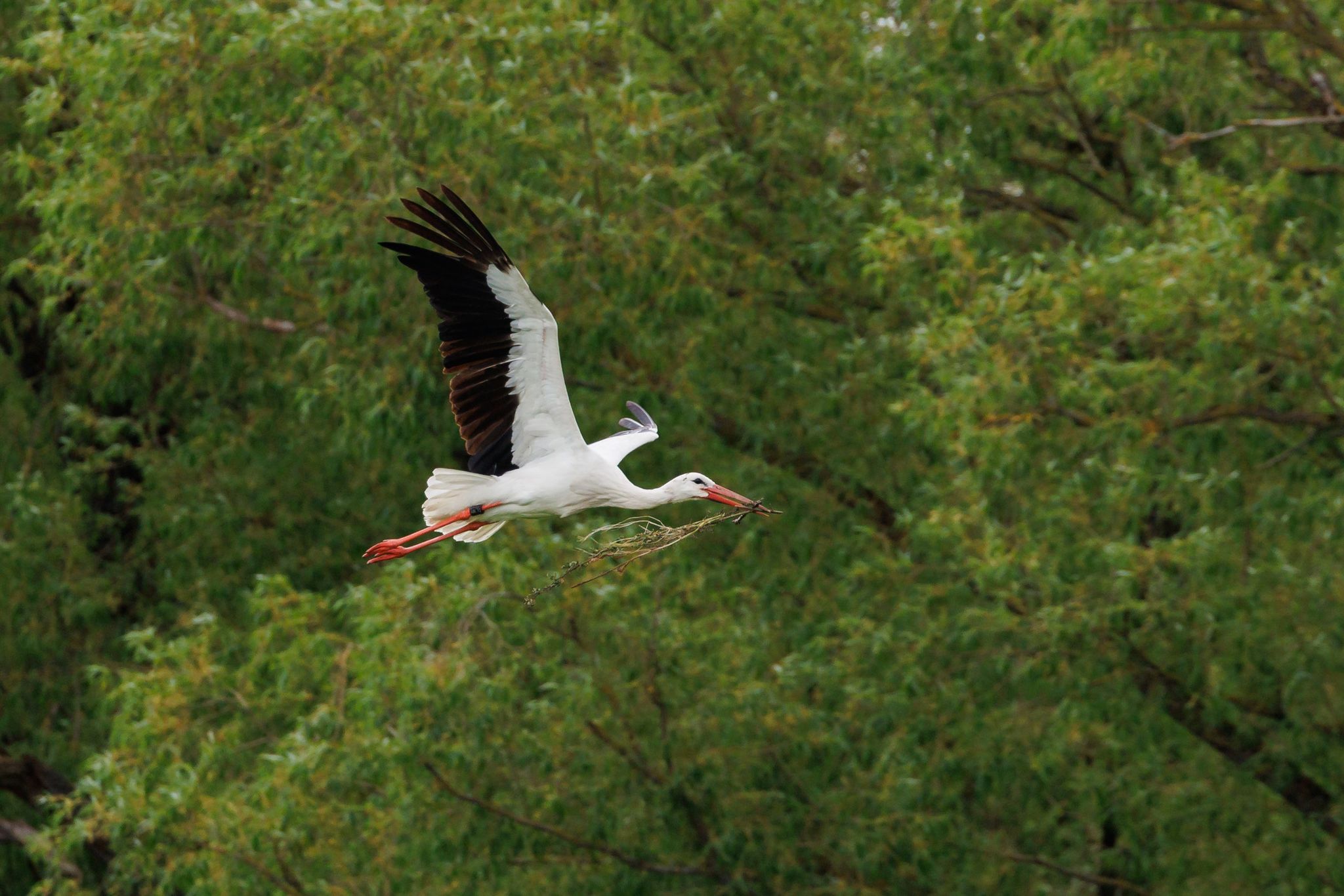Storch als Beifahrer? Frau meldet skurrile Entdeckung