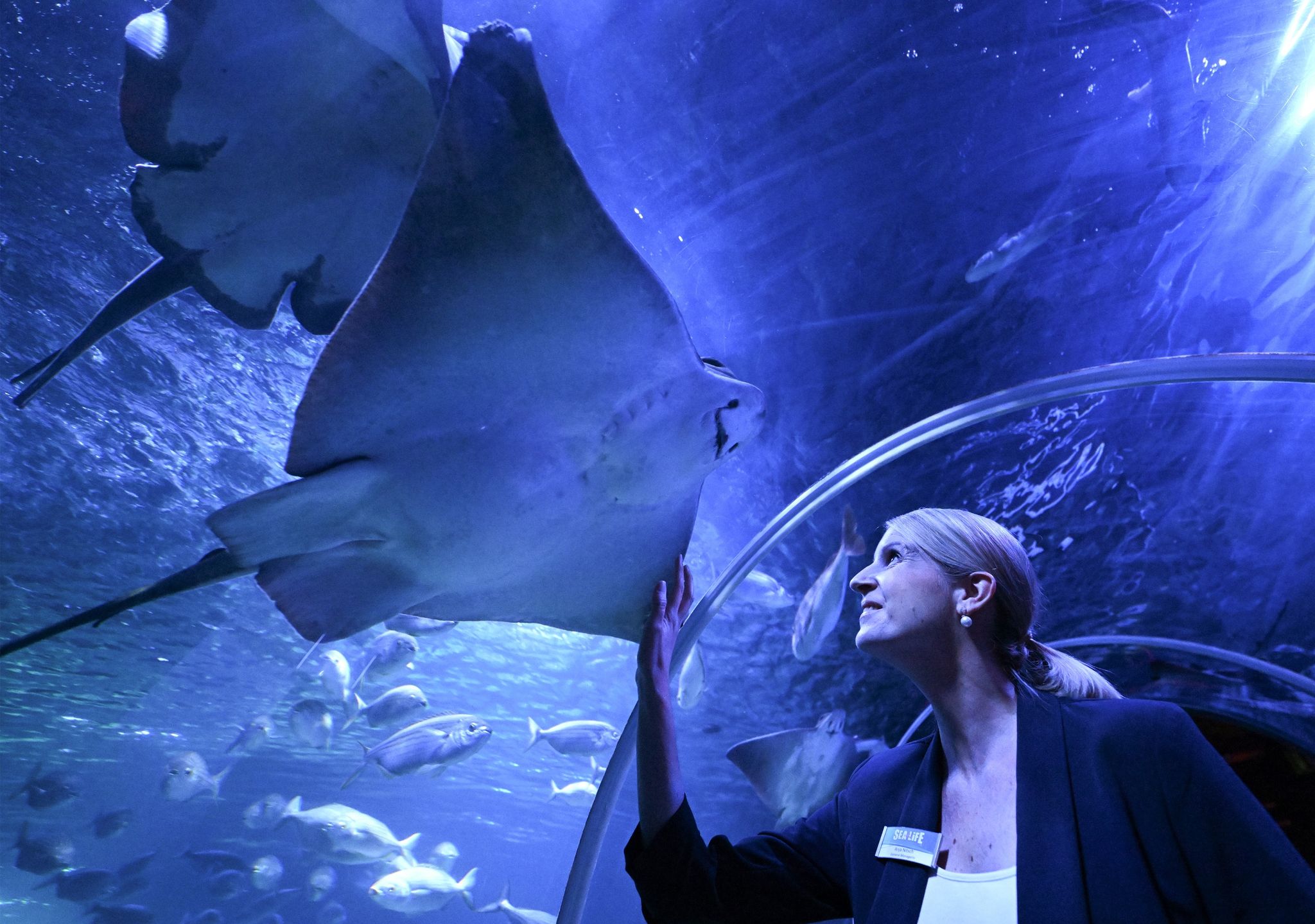 Nach geplatztem Aquadom: Sea Life Aquarium öffnet wieder