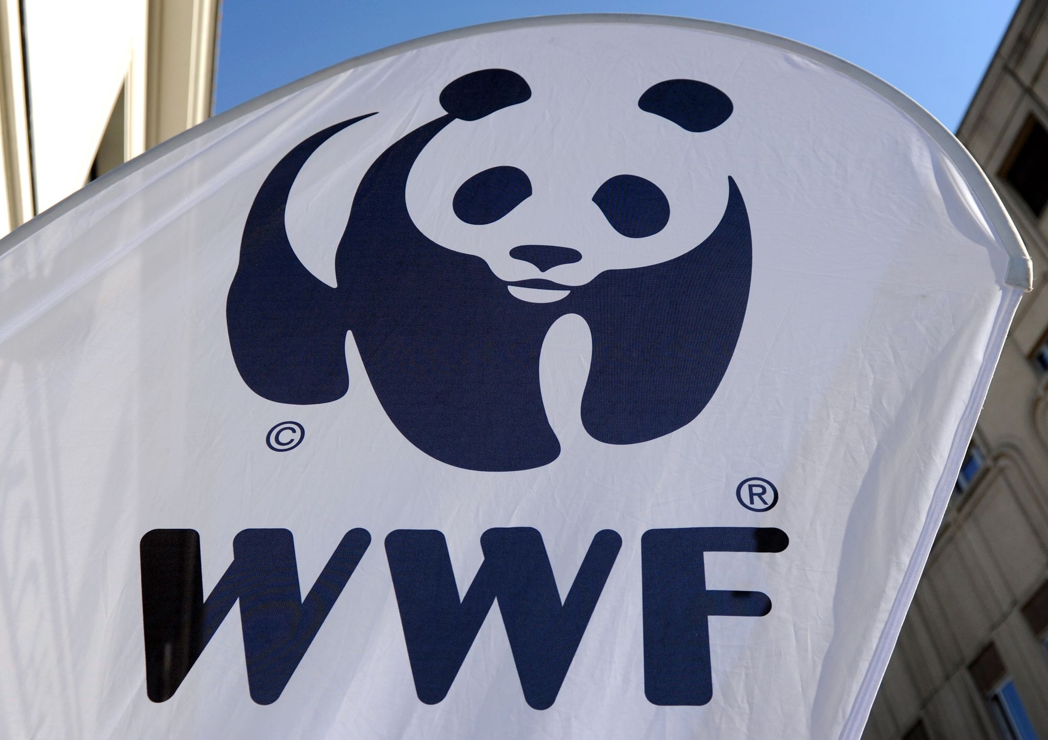 WWF: Hohe Verluste durch illegale Fischerei