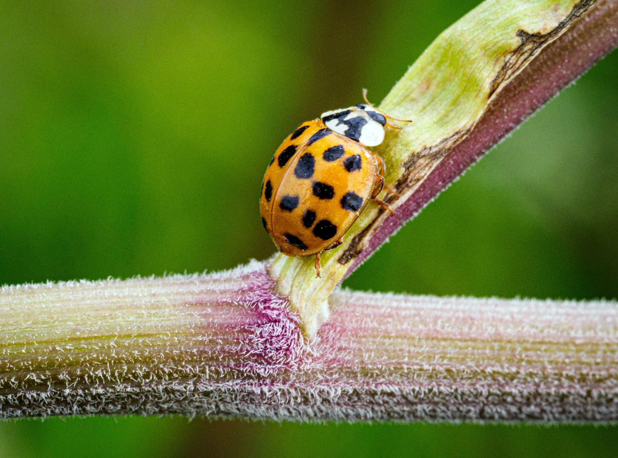Mitmachaktion ruft zum Insektenzählen auf