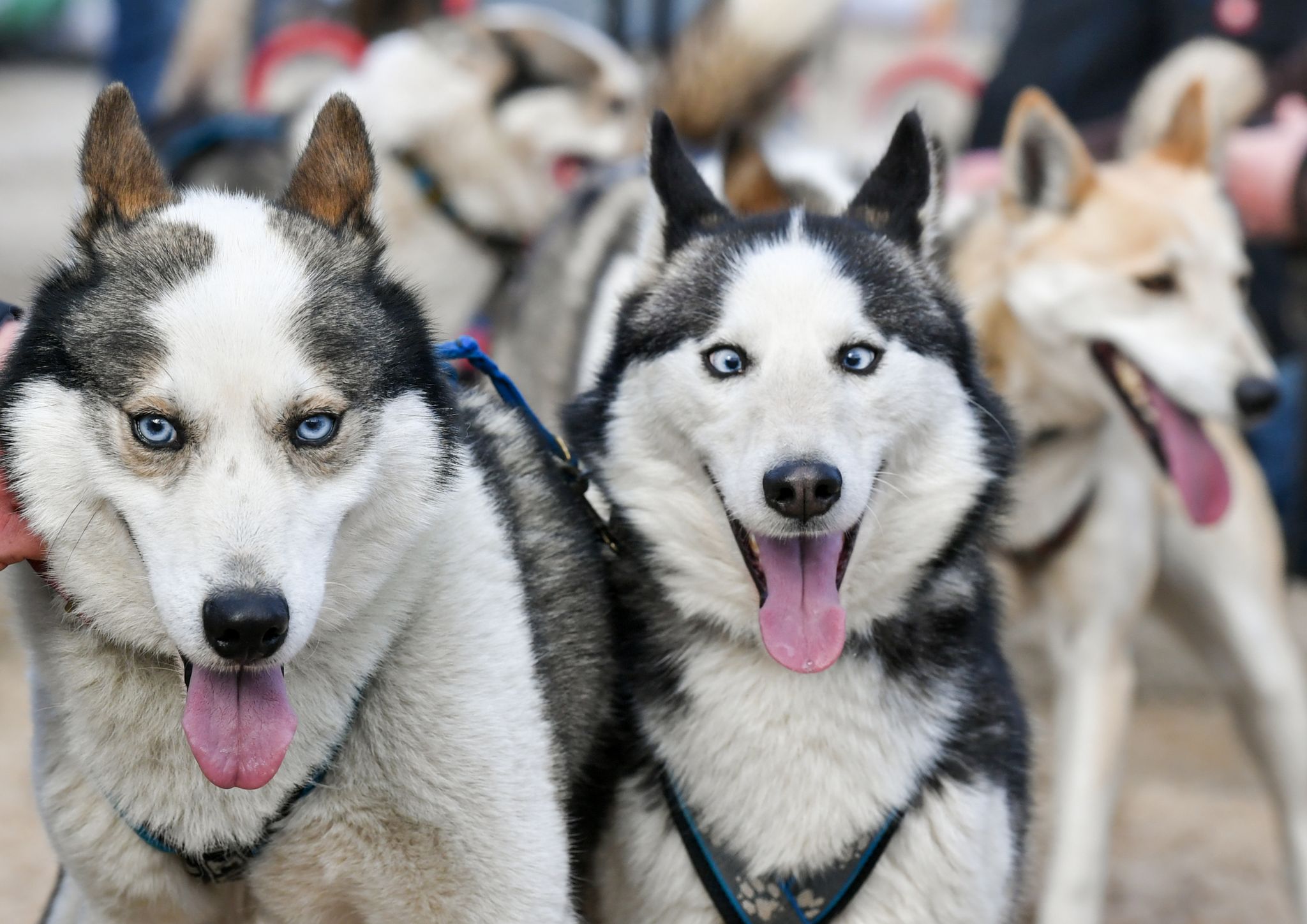 Halterin nach Tod von Huskys verurteilt