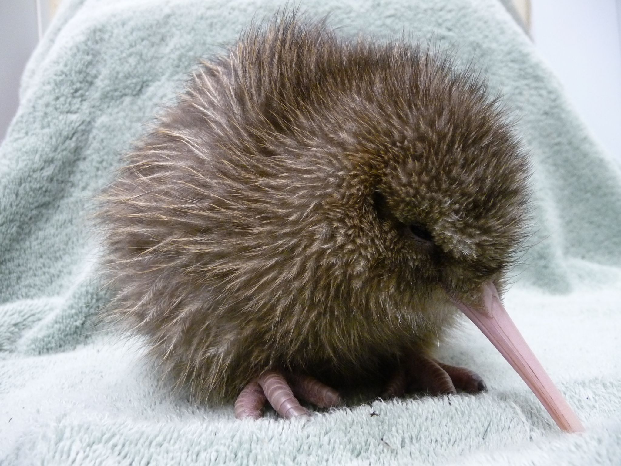 Wut in Neuseeland wegen Kiwi: US-Zoo entschuldigt sich