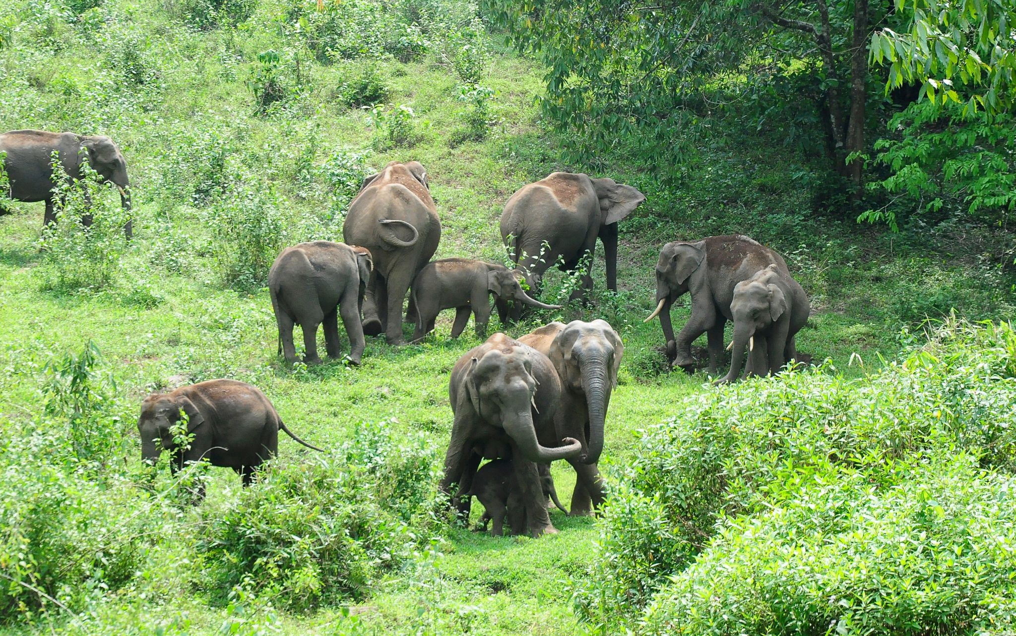 Problem-Elefant in Indien umgesiedelt