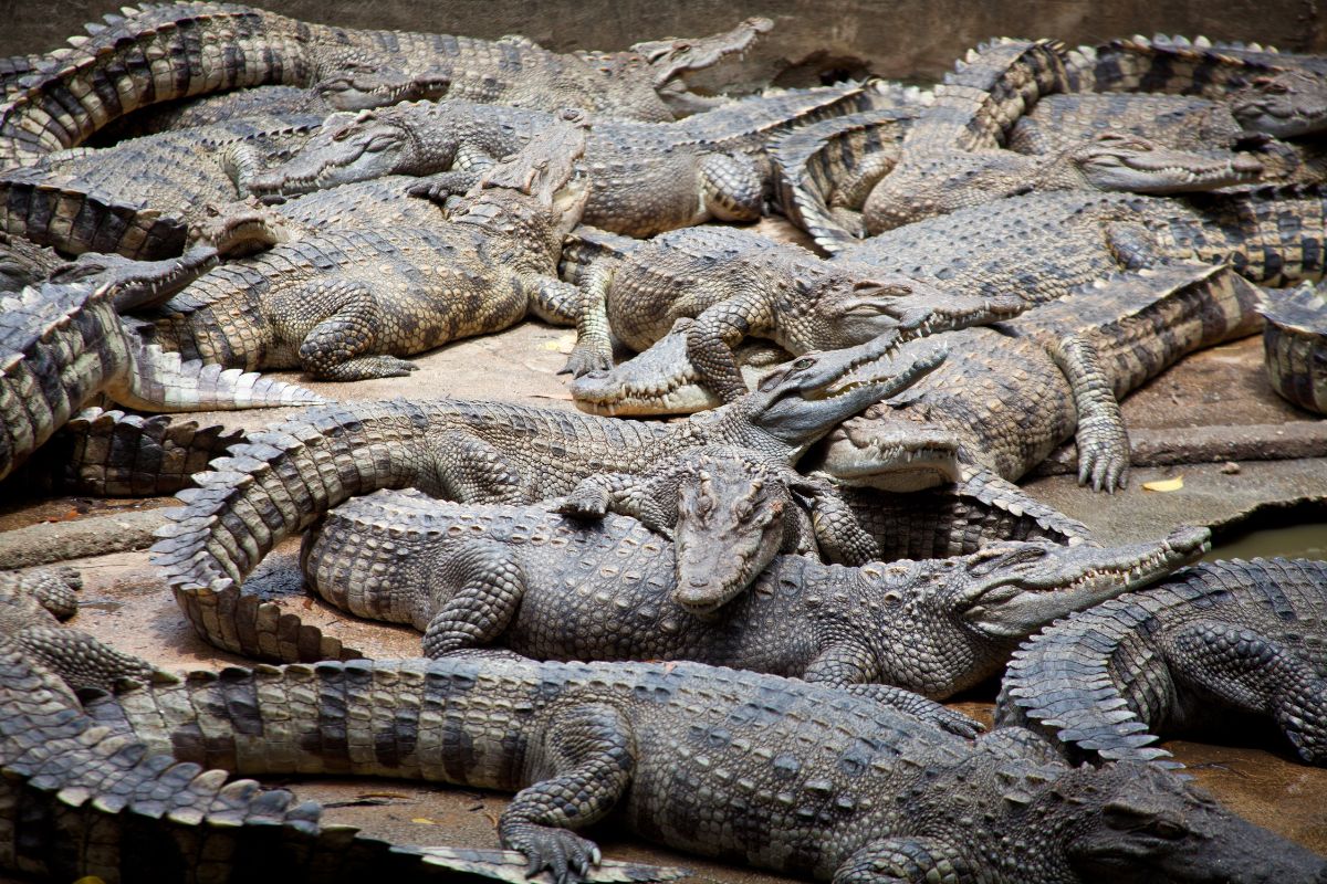 Mann wird von 40 Krokodilen getötet, nachdem er in deren Gehege gestürzt ist