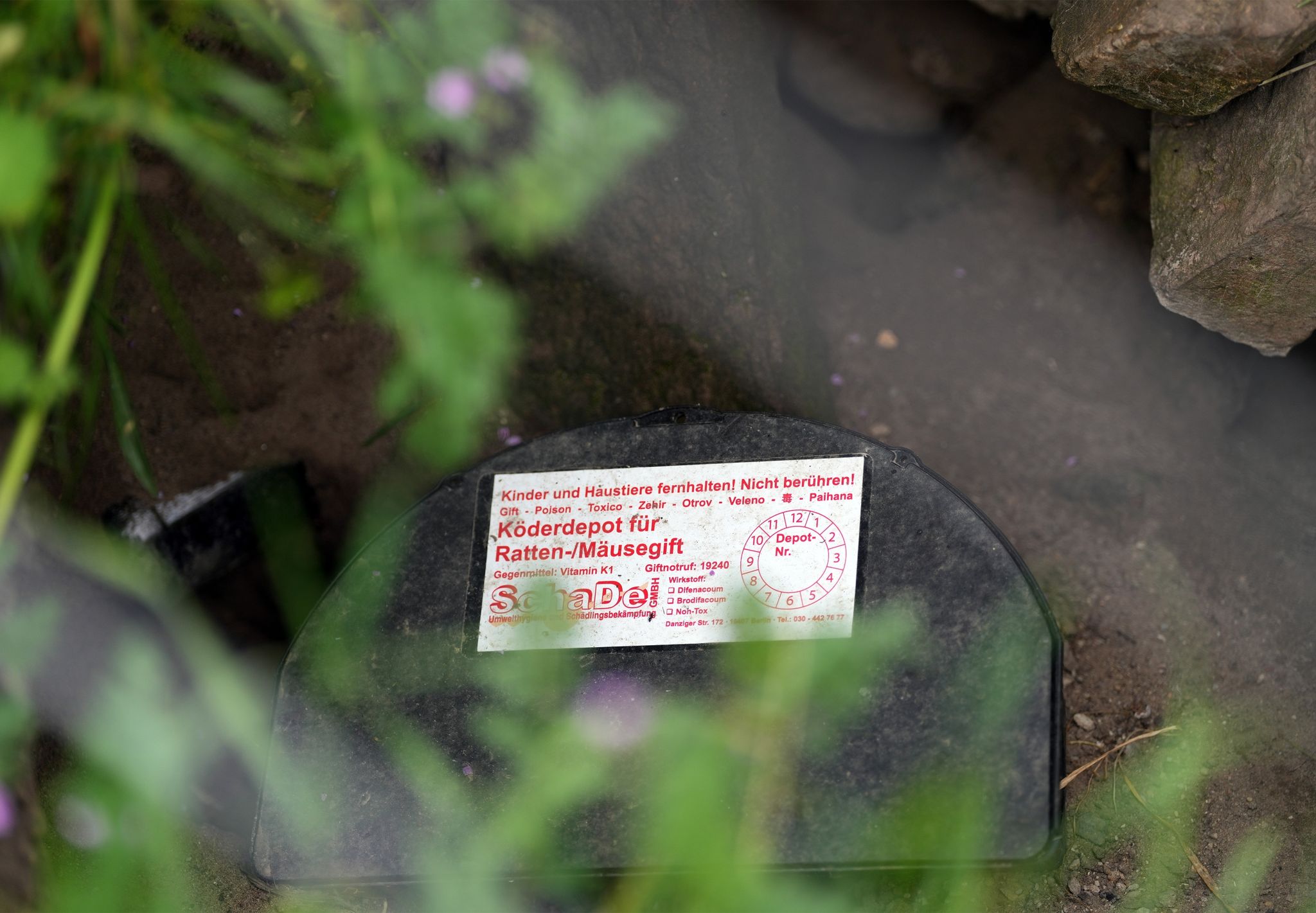 Das Iiih-Gefühl: Ratten und ihre Folgen