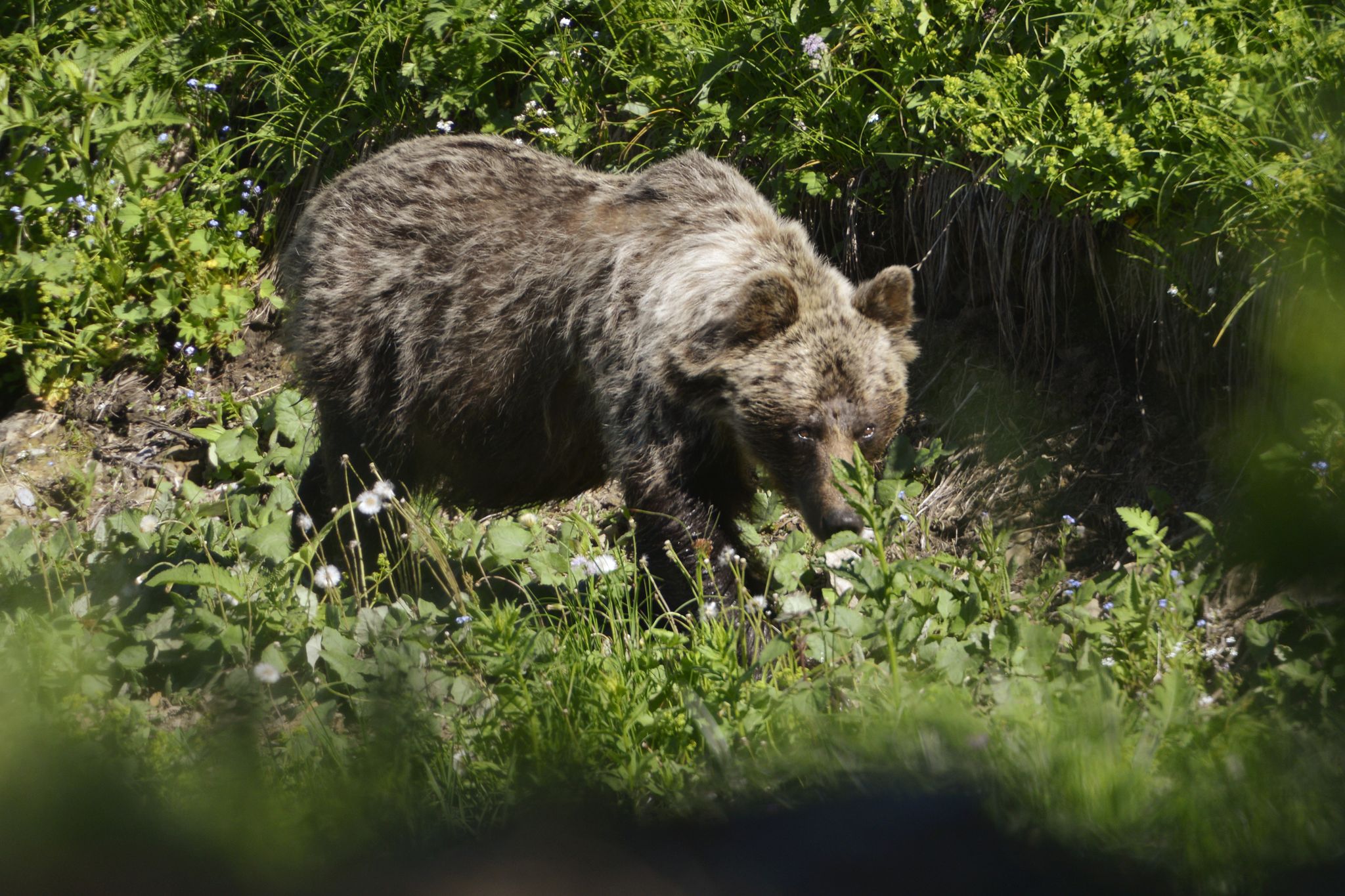 Braunbär verletzt zwei Menschen in der Slowakei