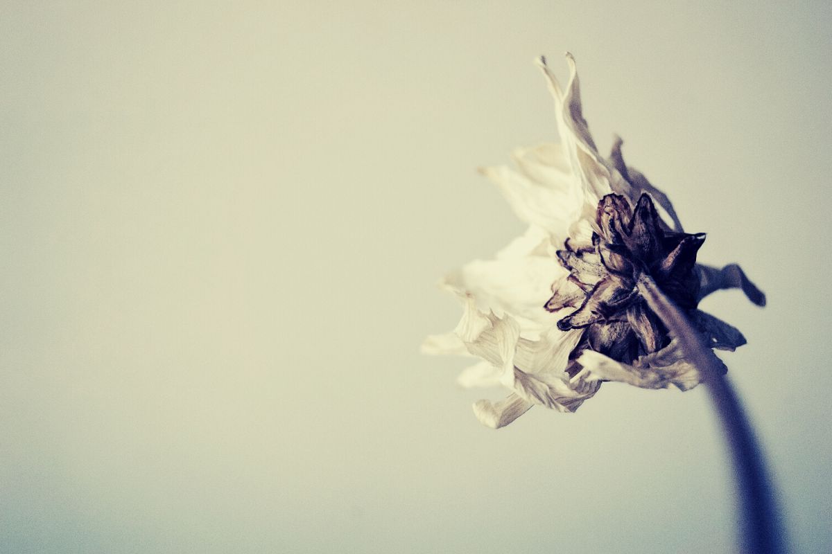 Musik-Star stirbt in Krankenhaus