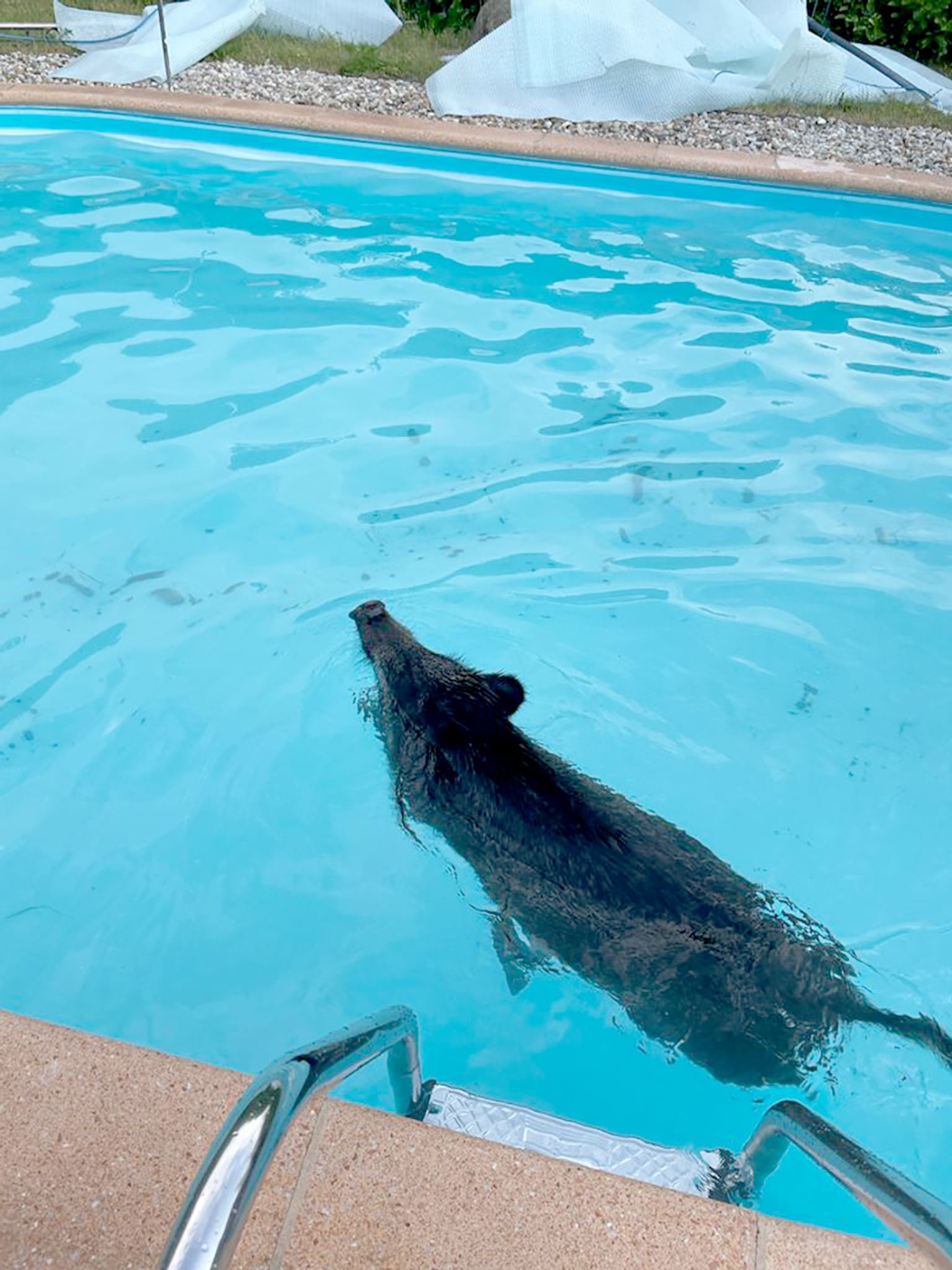 Tierischer Badegast – Wildschwein im Swimmingpool