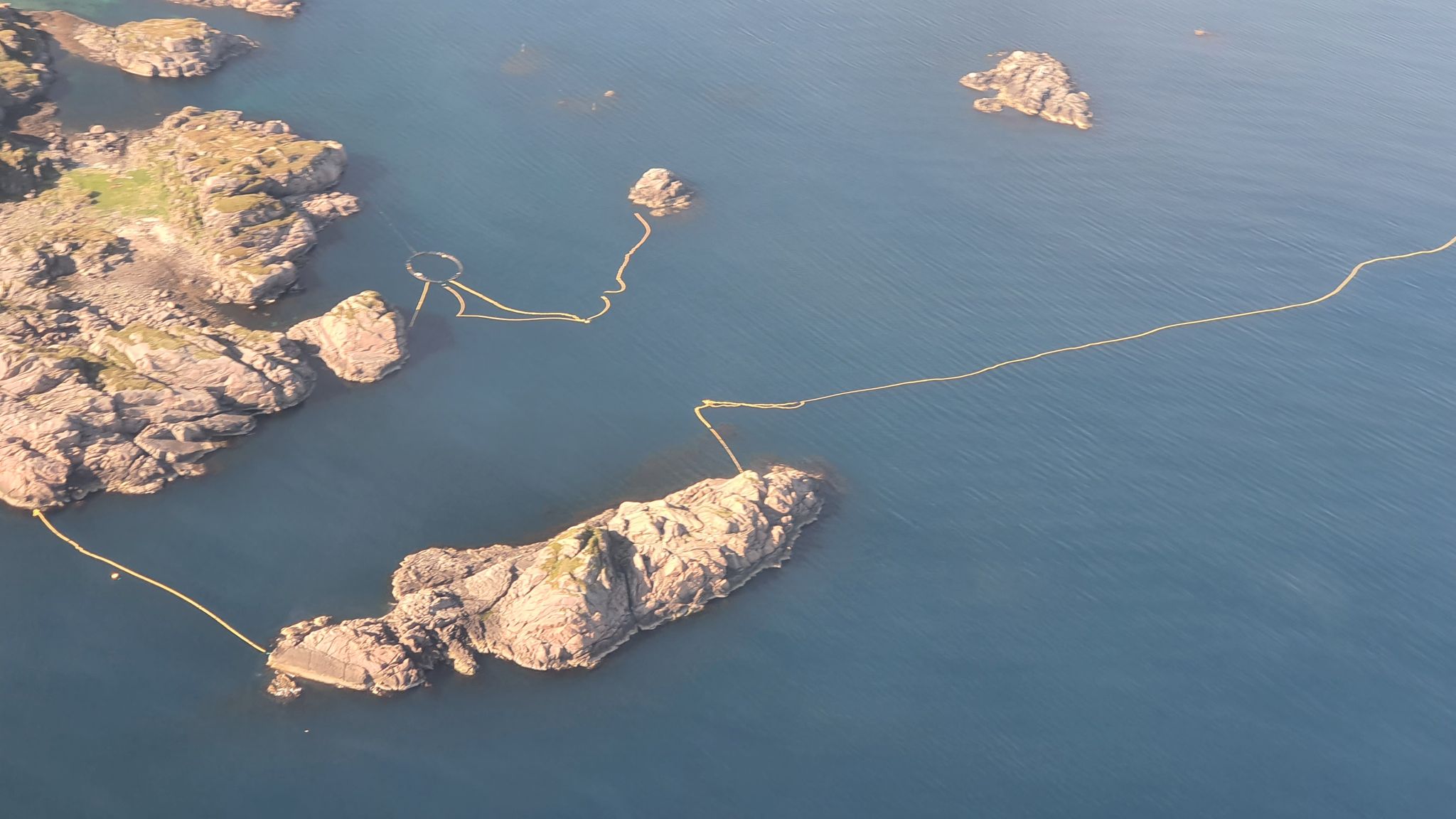 Wal in Forschungsanlage ums Leben gekommen