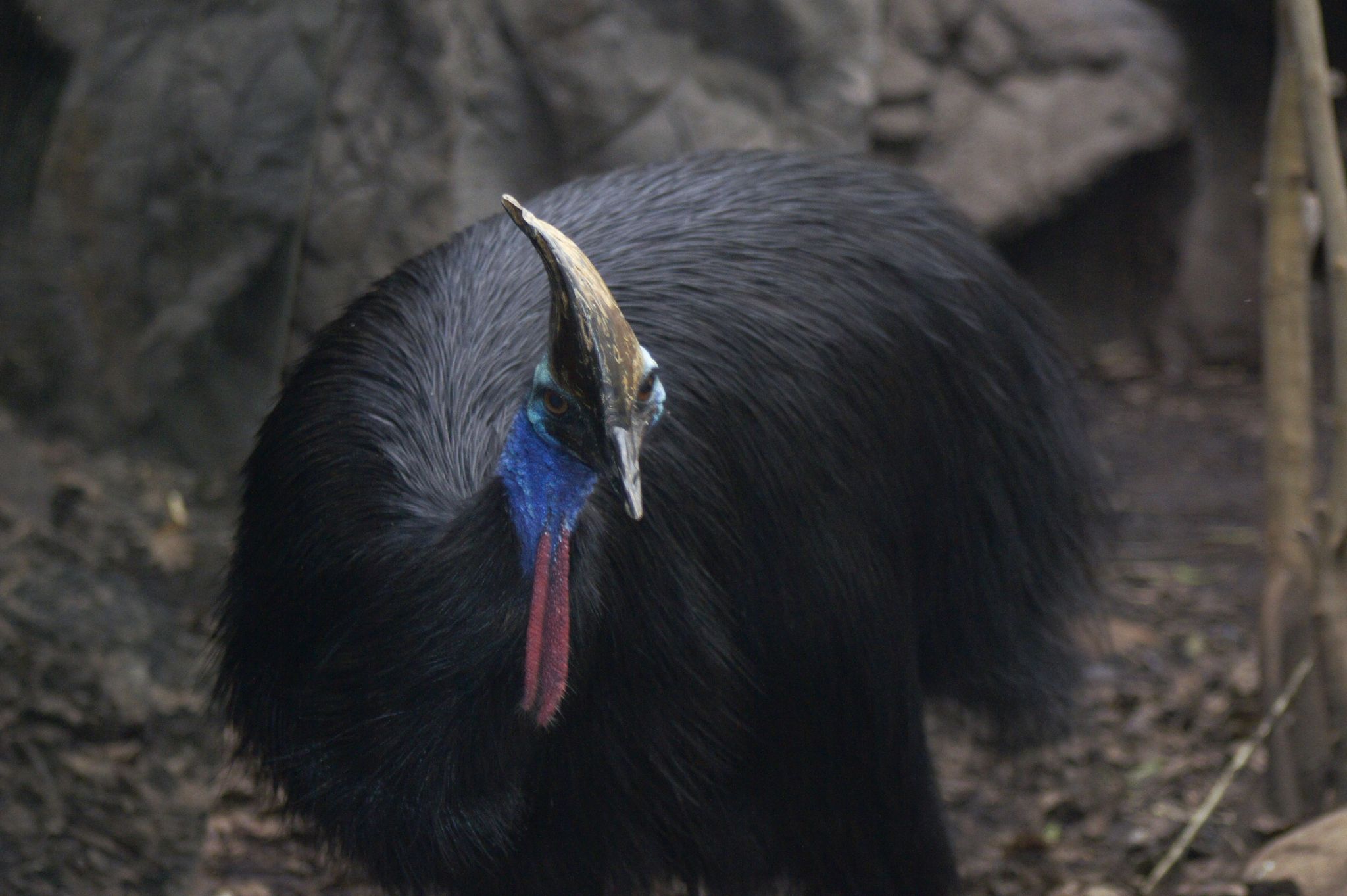 Australien will Helmkasuar besser schützen