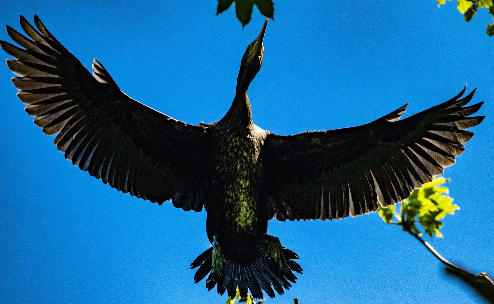 Sind Kormorane schuld am Dorsch-Mangel?