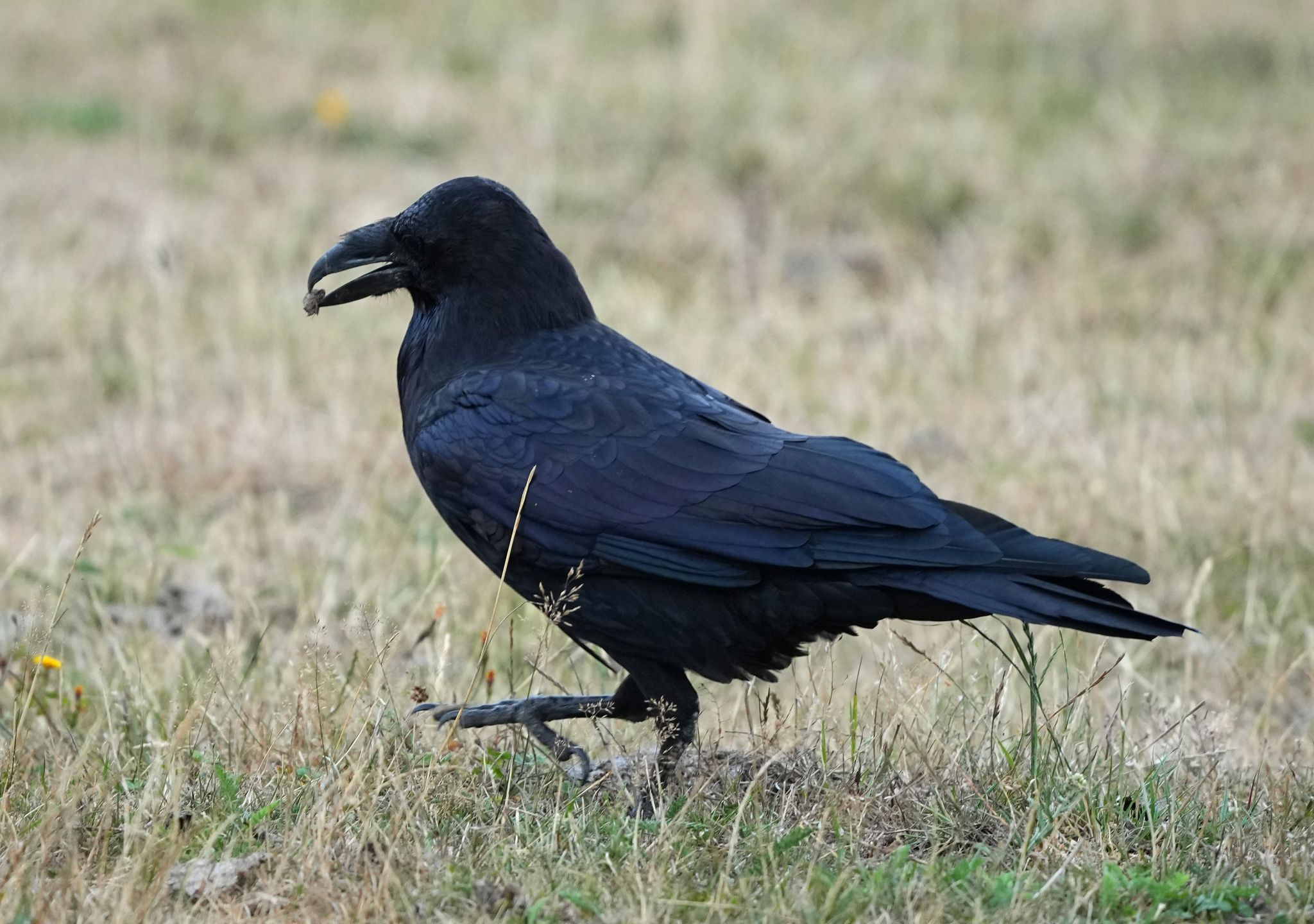 Tiere suchten schon vor 30.000 Jahre Nähe zum Menschen