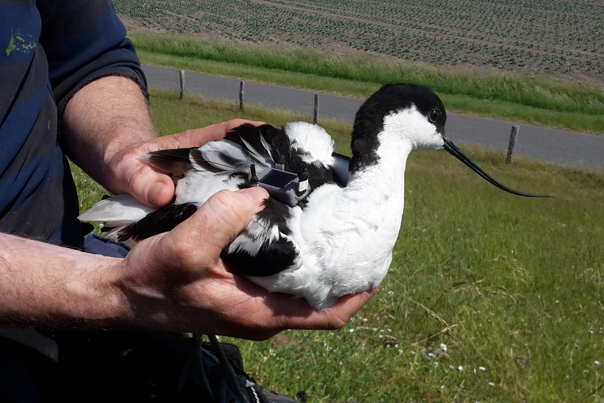 Säbelschnäbler im Wattenmeer nun mit GPS-Rucksack