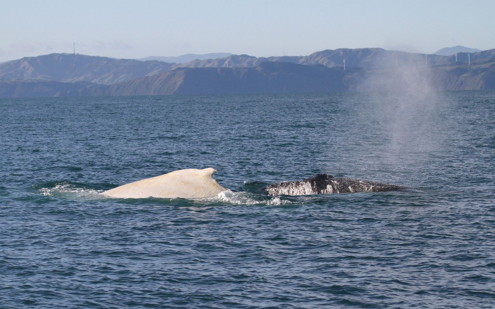 Weißer Wal vor Queensland: Ist es der berühmte Migaloo?