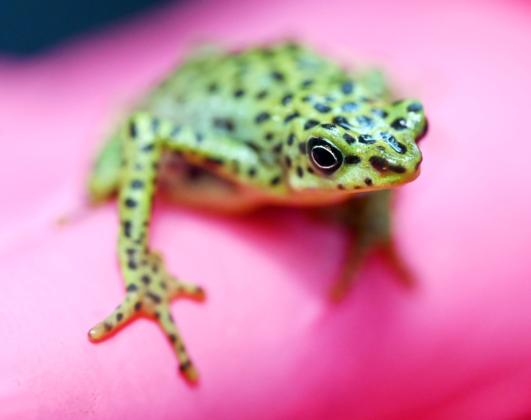 Zoos werben um Akzeptanz und Hilfe beim Artenschutz