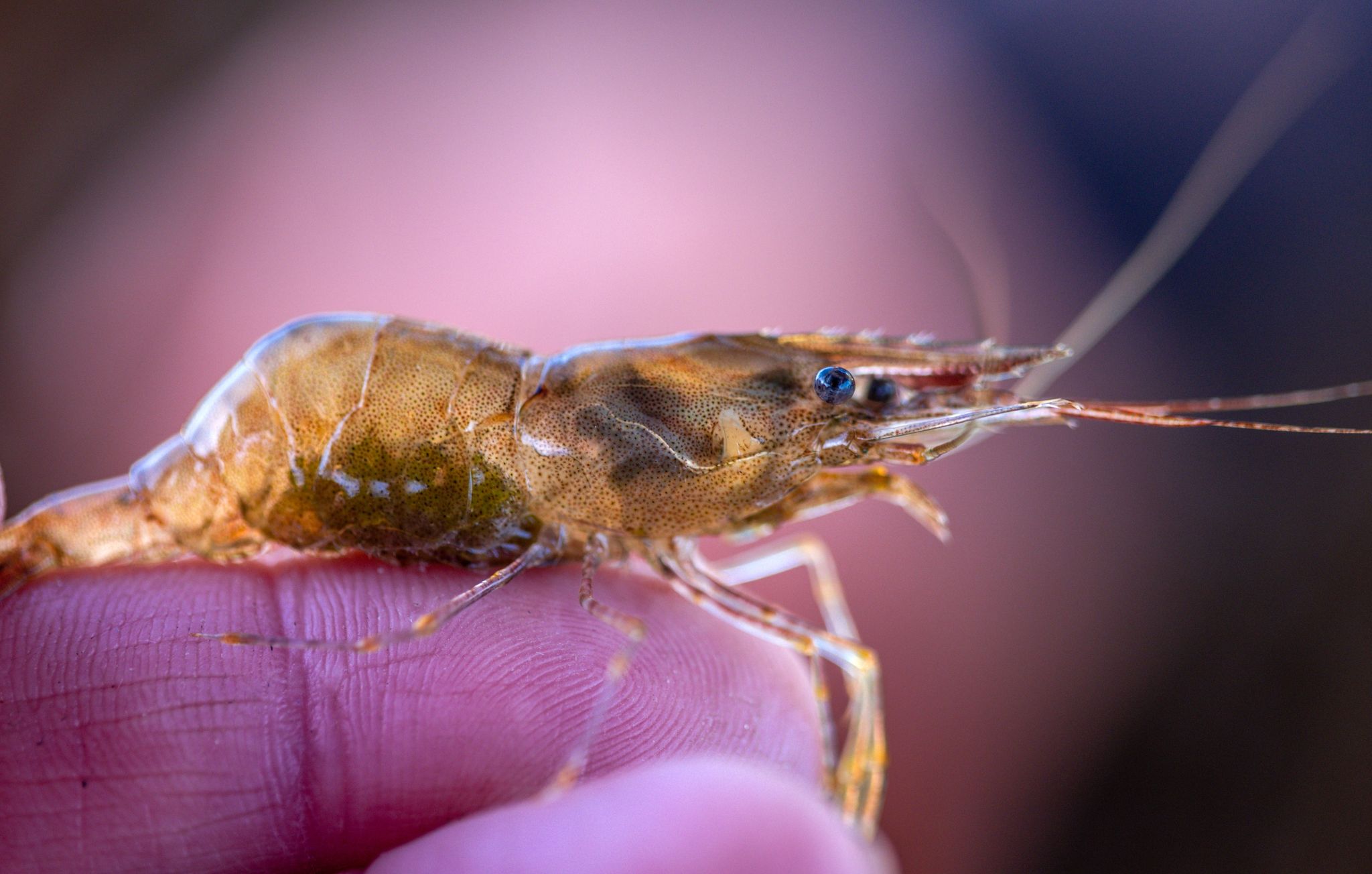 Saison der Ostseekrabben-Fischerei hat begonnen