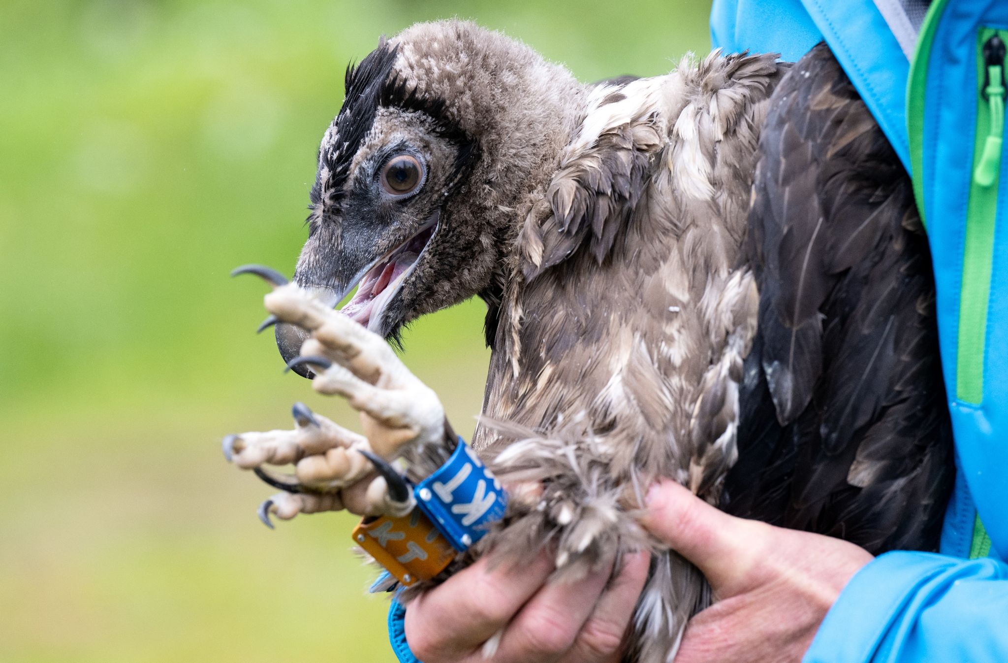 Nach Sisi nun Nepomuk – Bayerns Bartgeier fliegen