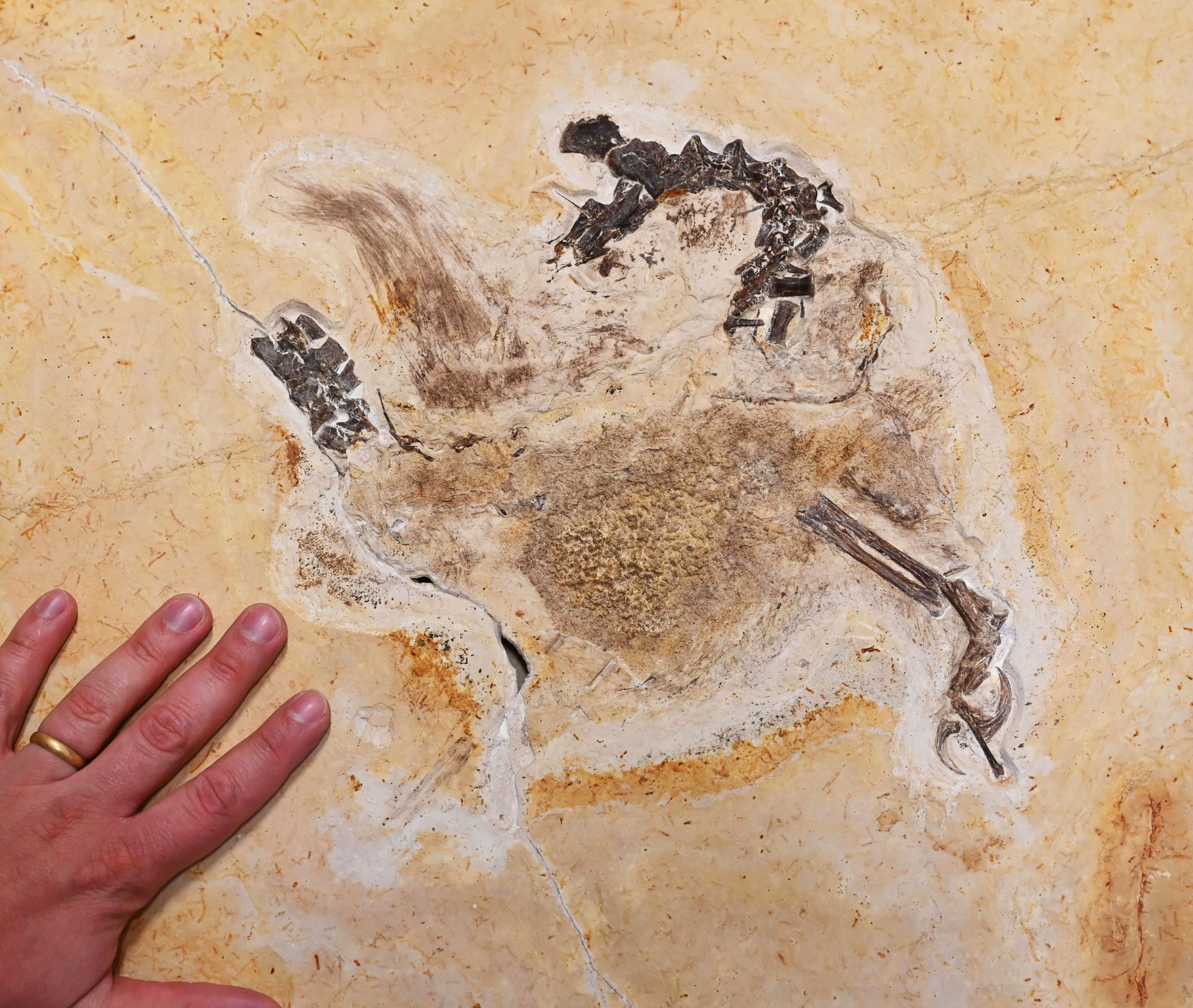 Dino-Fossil aus Karlsruhe zurück in Brasilien