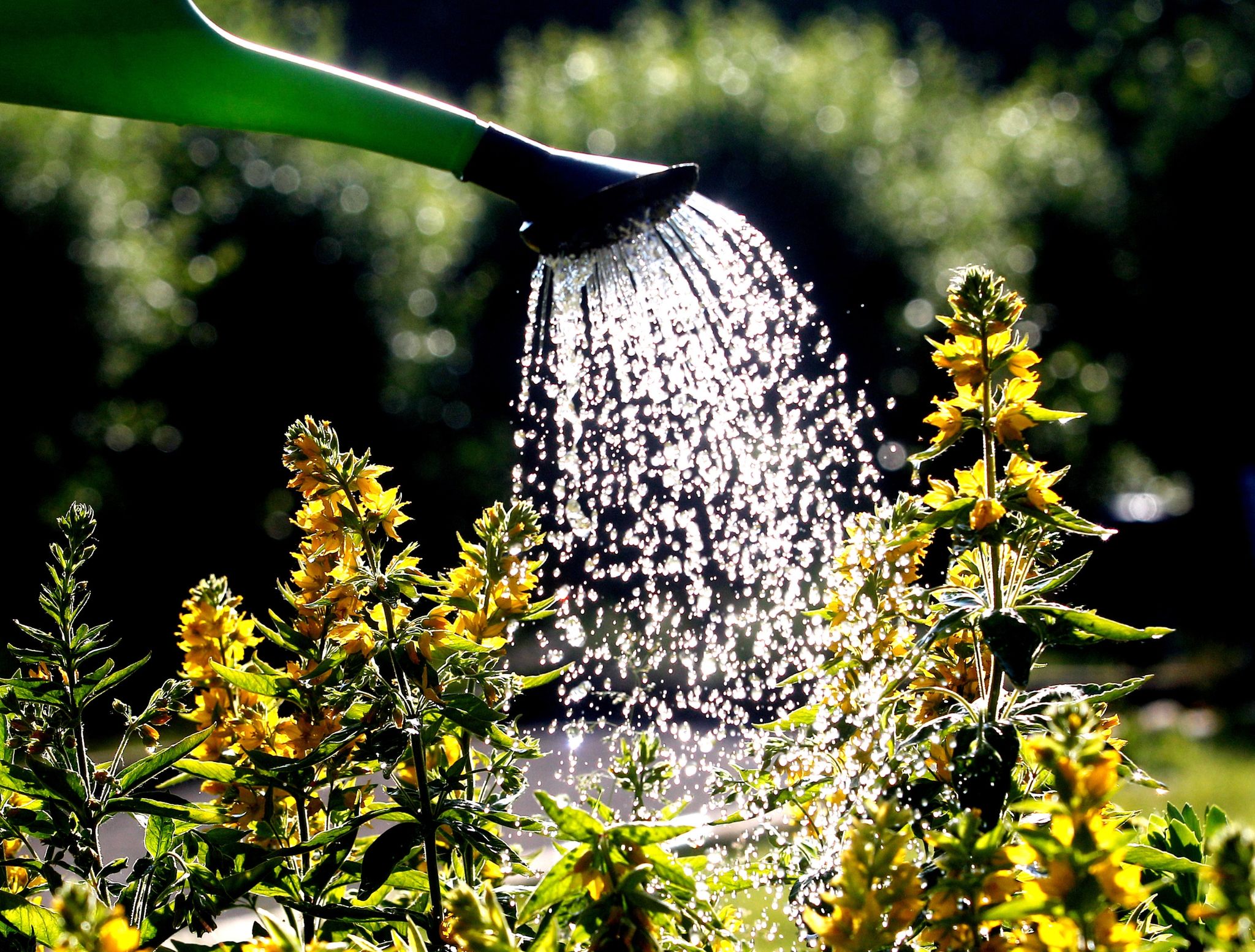 Faktencheck: Schadet mittags gießen den Blättern?