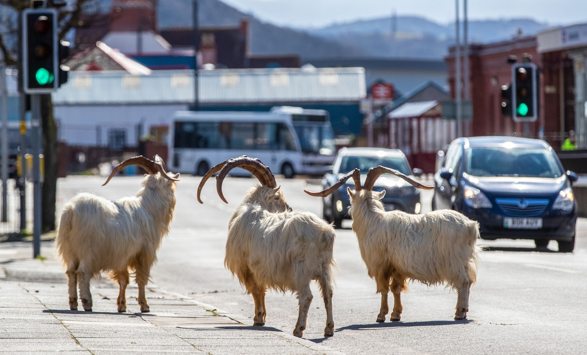 Pause vom Menschen: Tiere nutzten Lockdown-Phasen