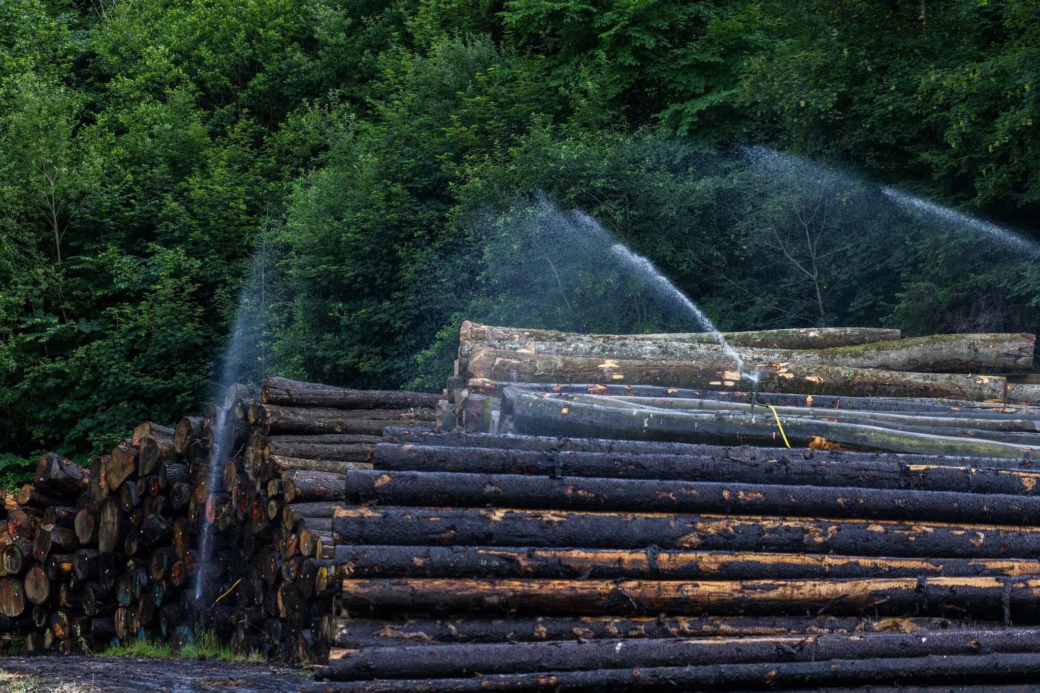 Nächste große Borkenkäferwelle droht in deutschen Wäldern