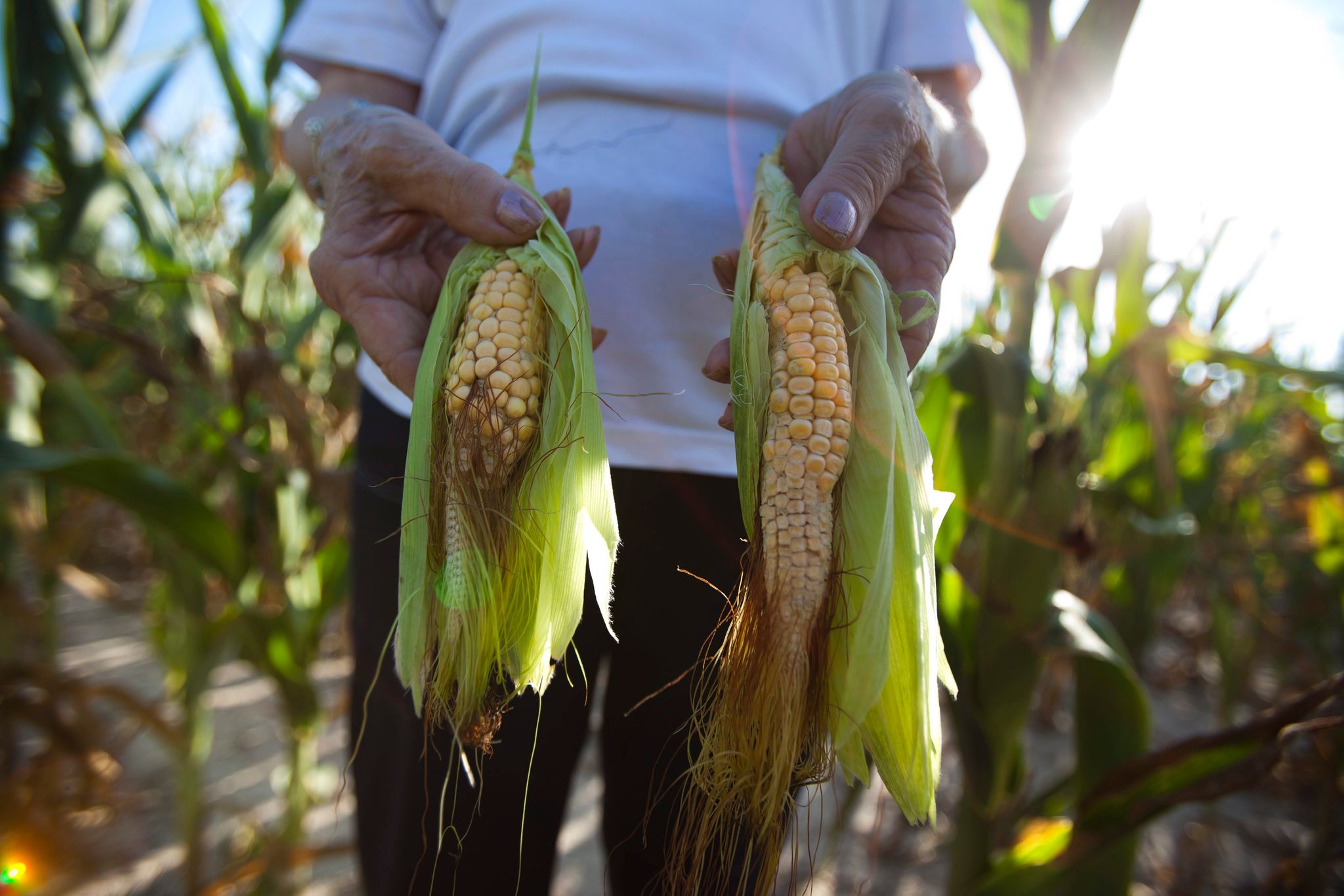Klimawandel erhöht Gefahr von gleichzeitigen Ernteausfällen