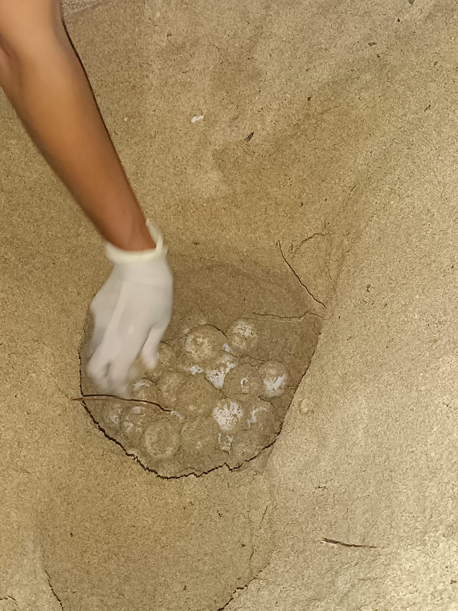 Mallorca: Schildkröten legen Eier an Urlauberstränden ab