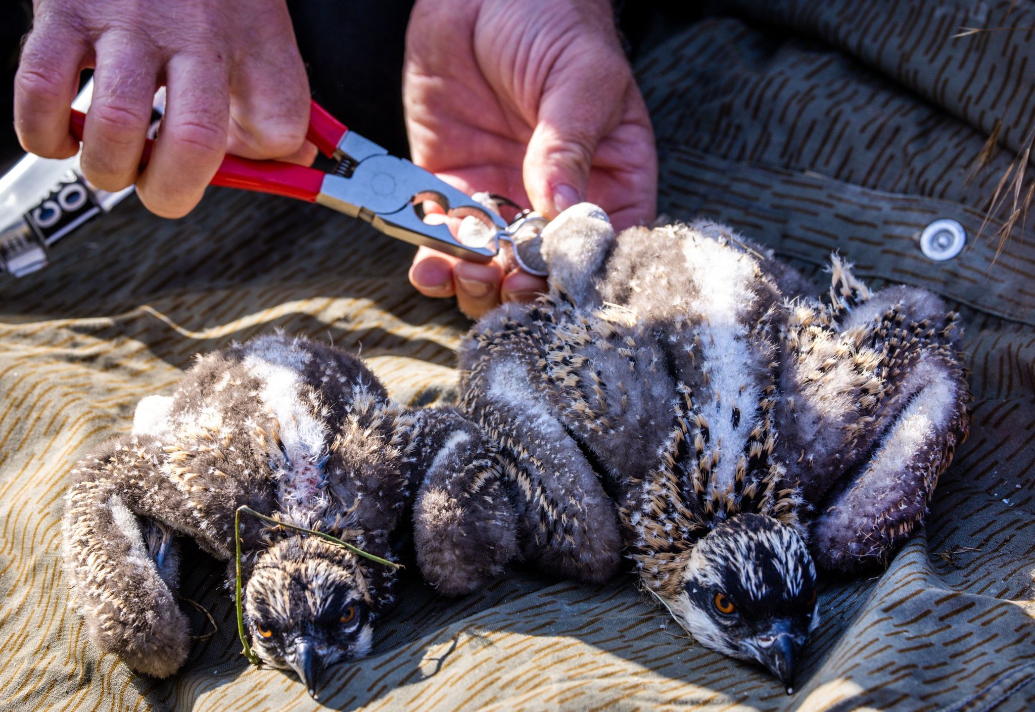 Fischadler breiten sich im Nordosten weiter aus