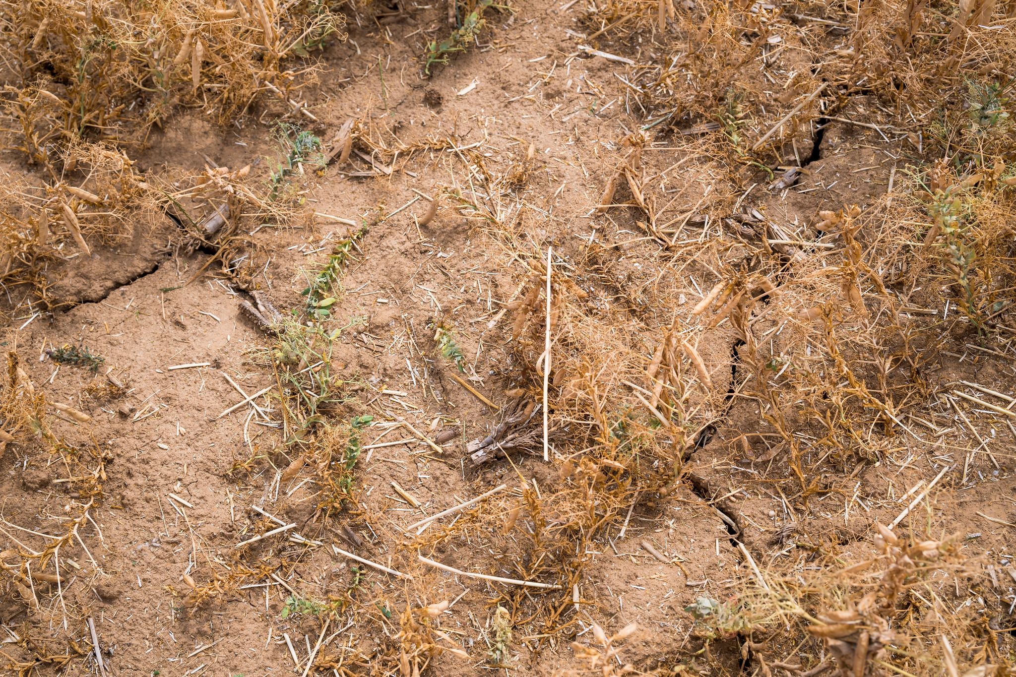 Juli wird global wohl heißester Monat seit Jahrtausenden